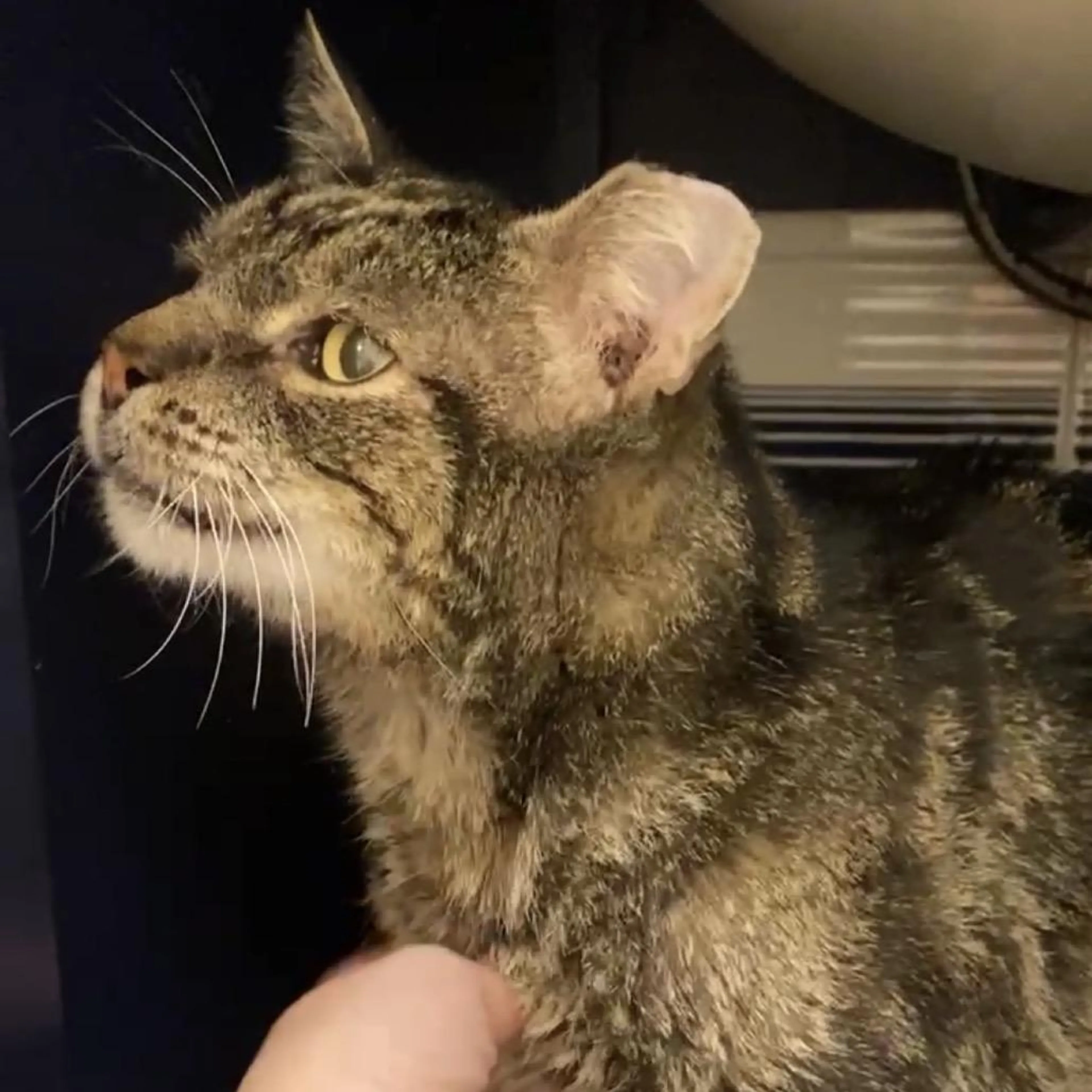 Found pet-5