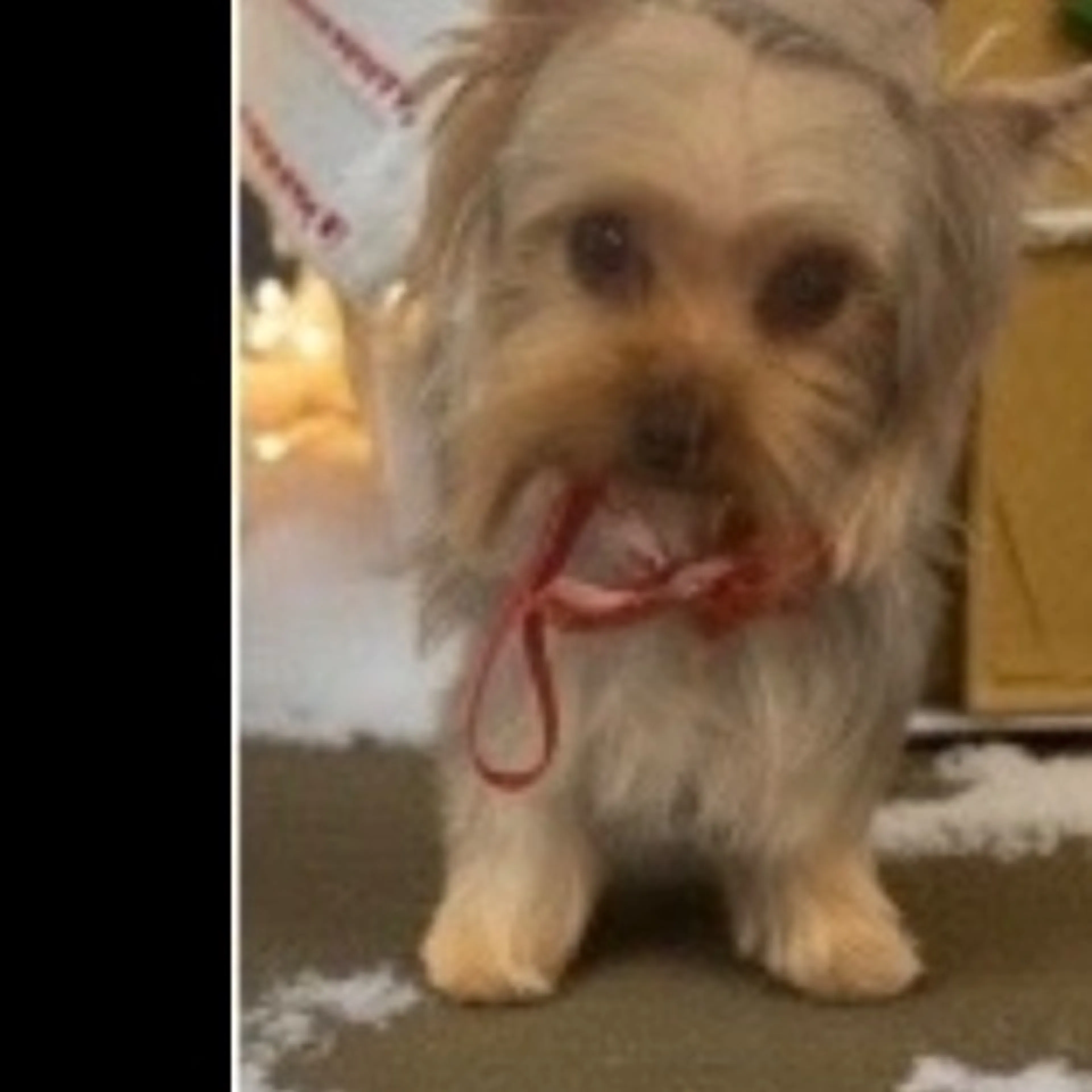 Lost pet-0