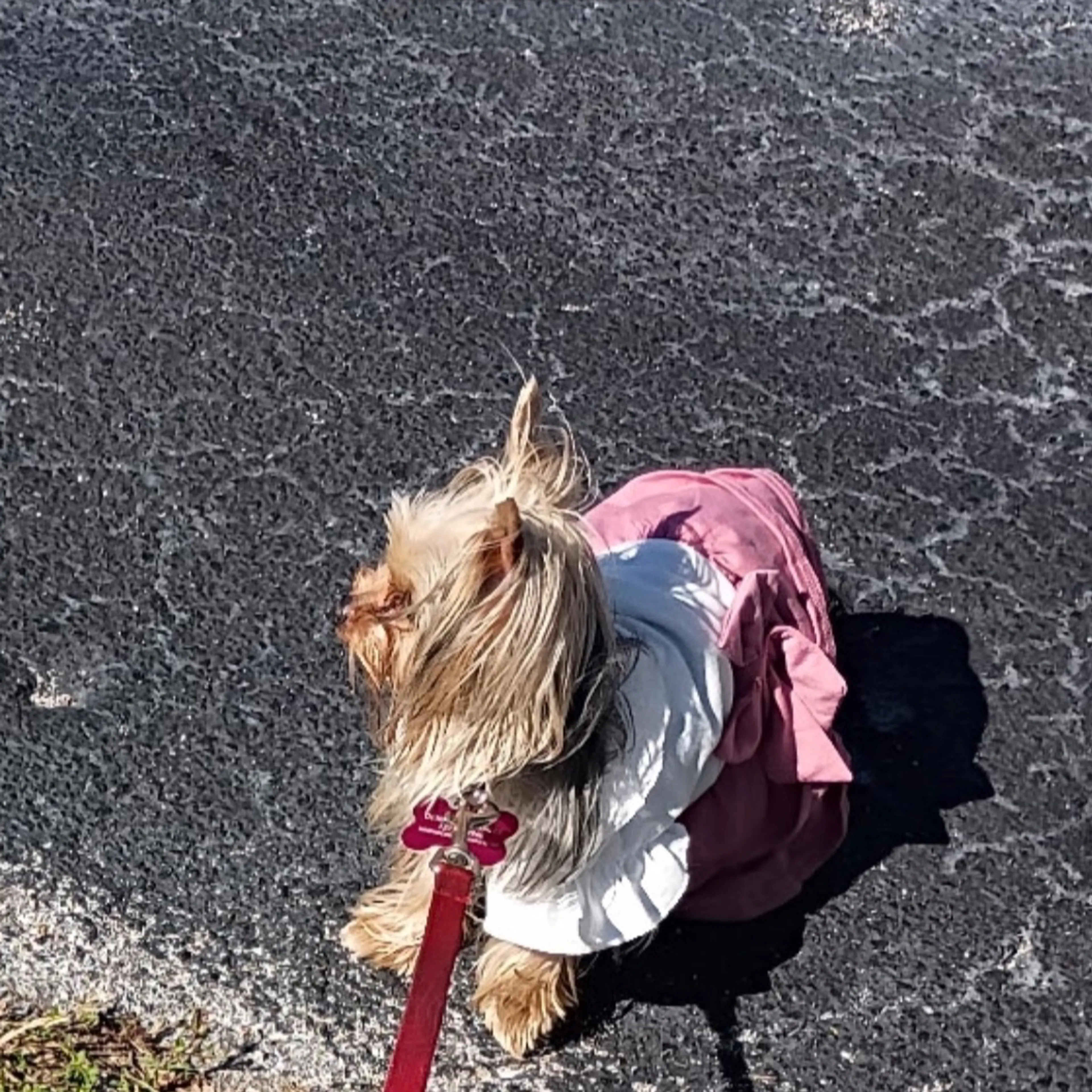 Lost pet-1