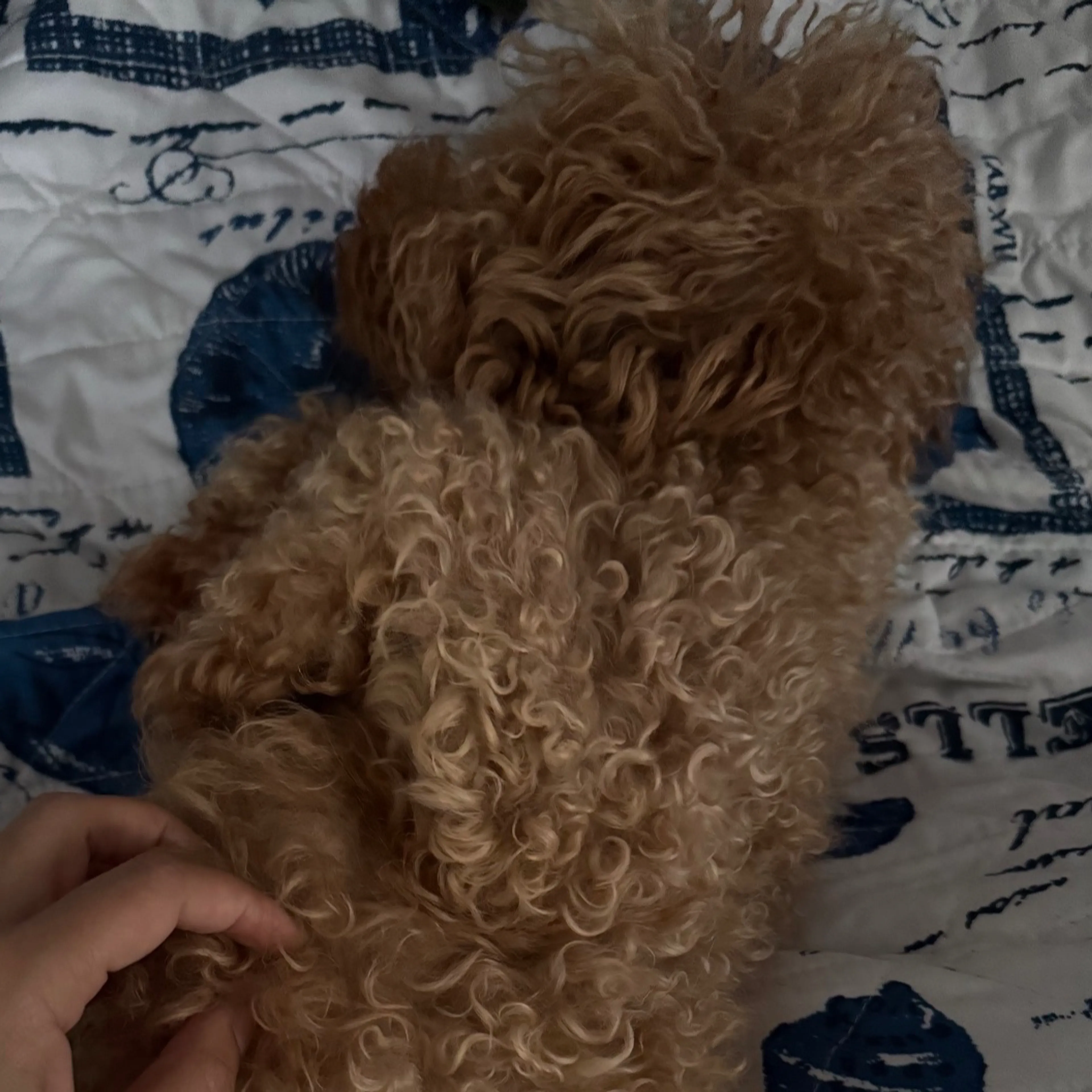 Lost pet-1