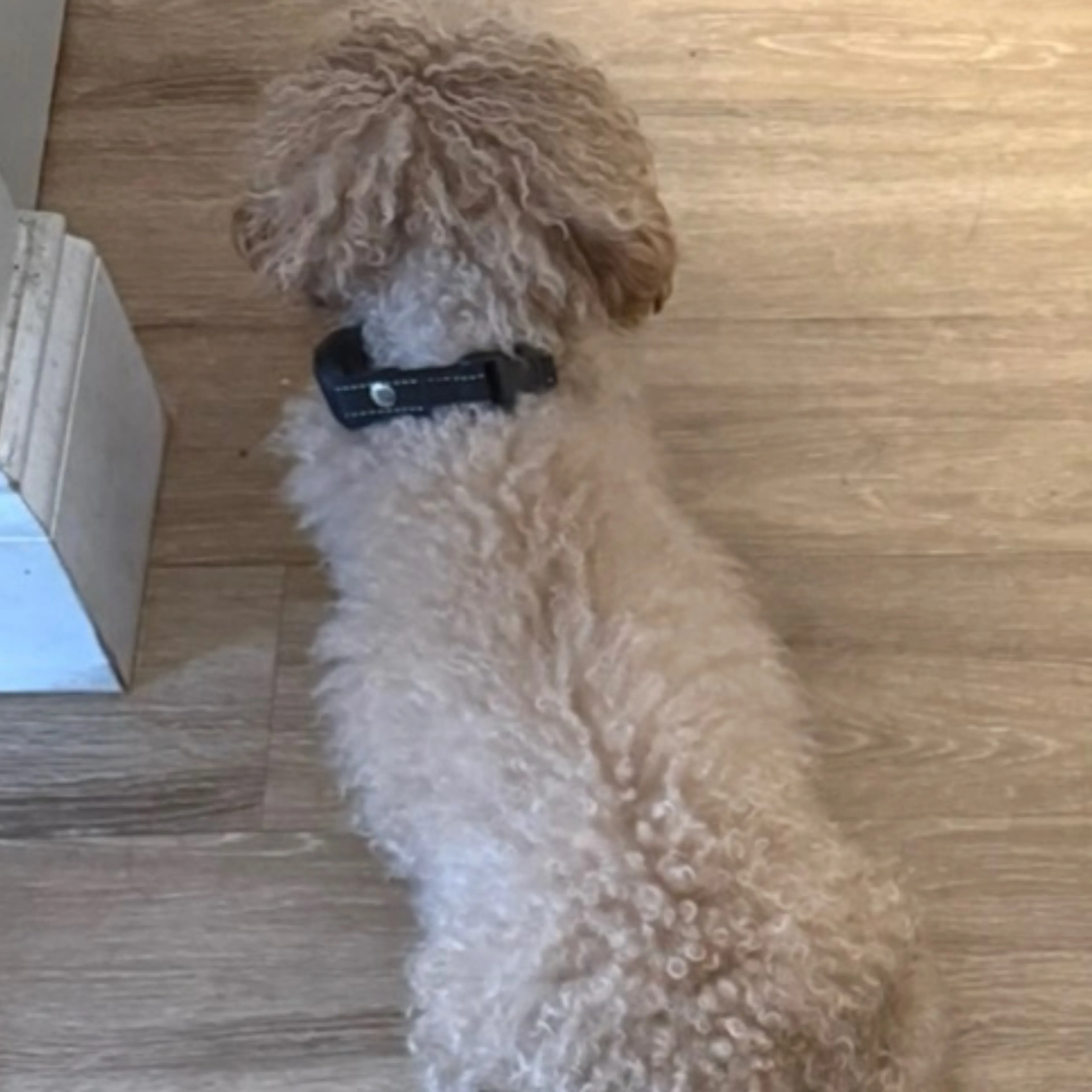 Lost pet-2