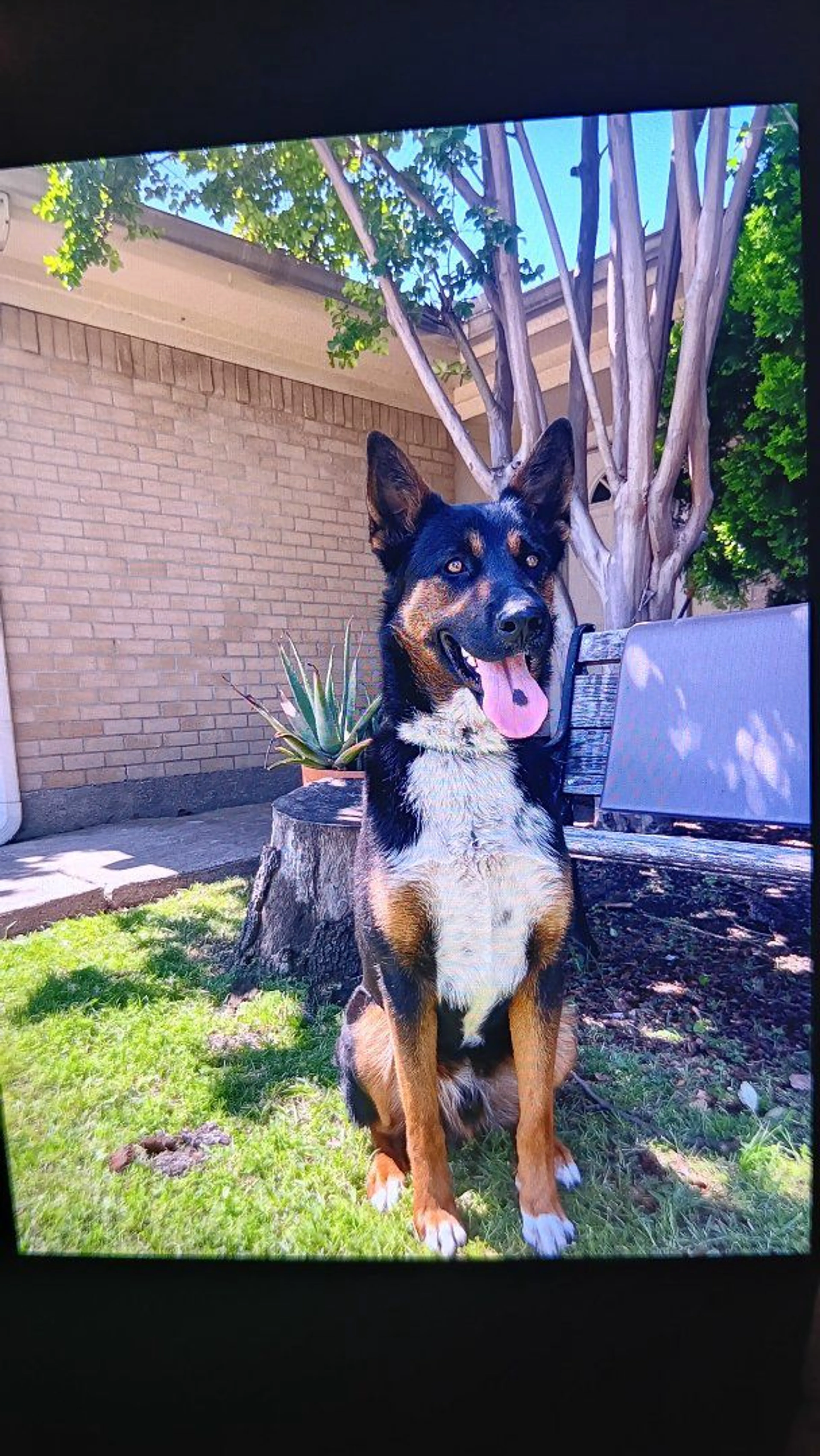 Lost pet