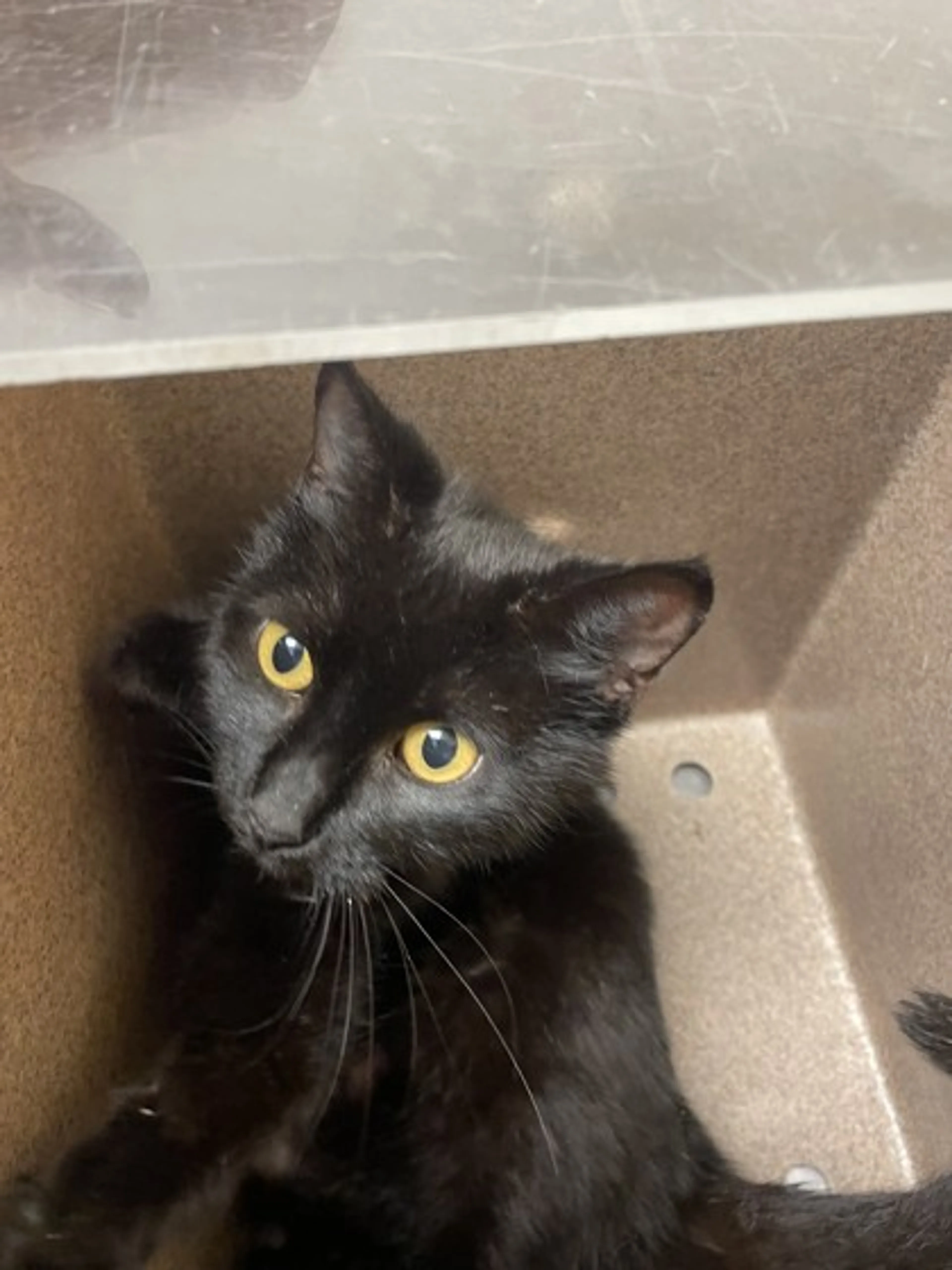 Found pet