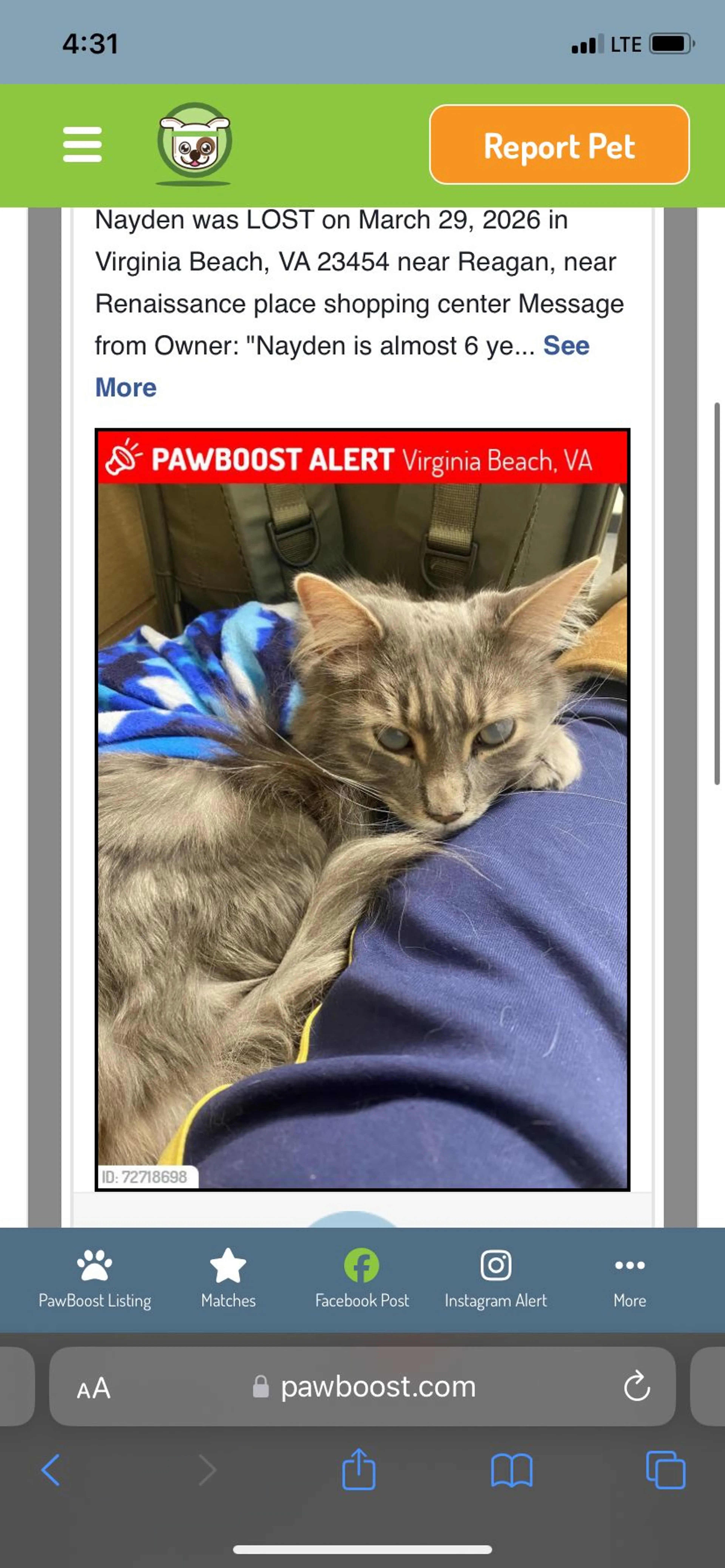 Lost pet-2