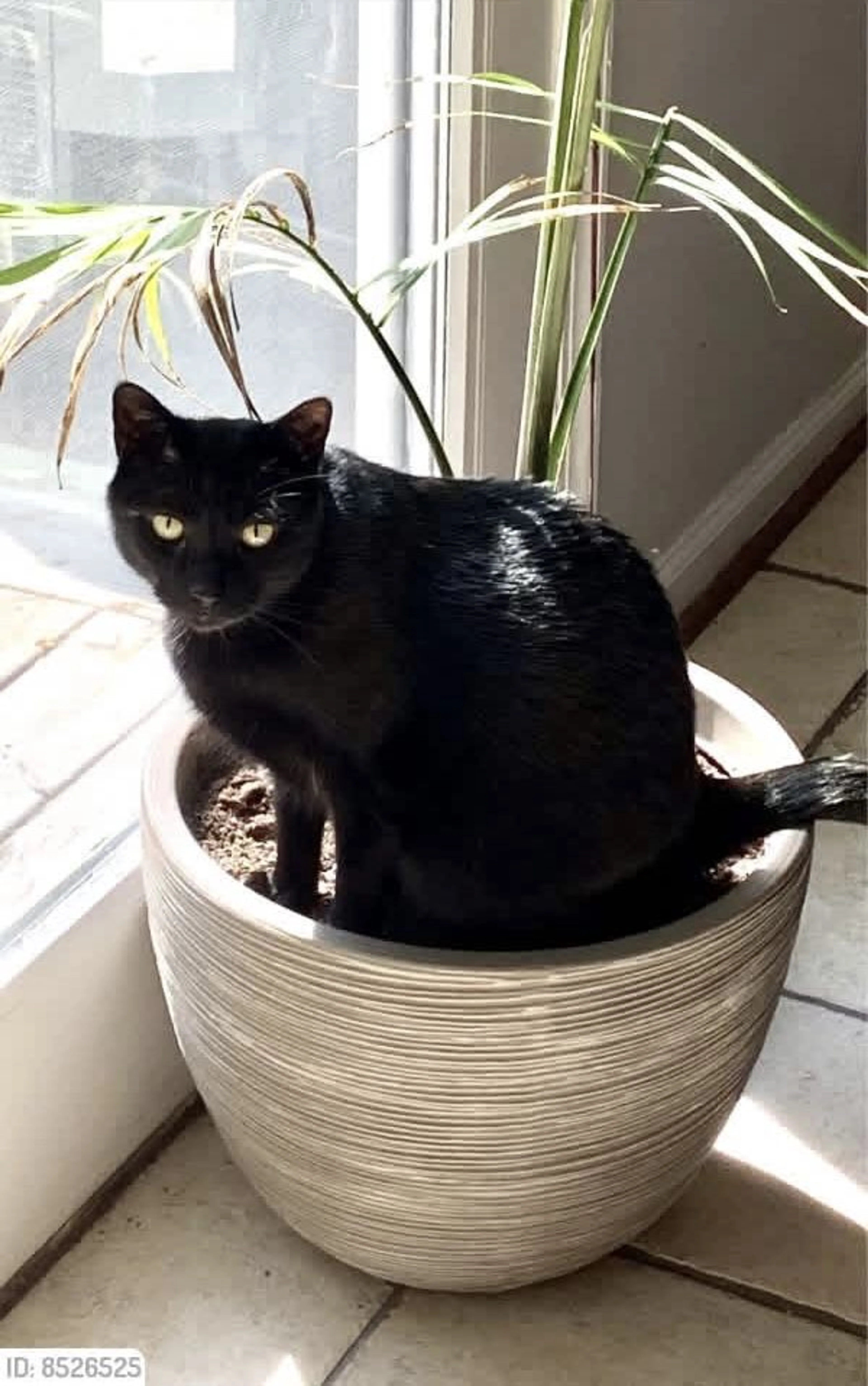 Lost pet