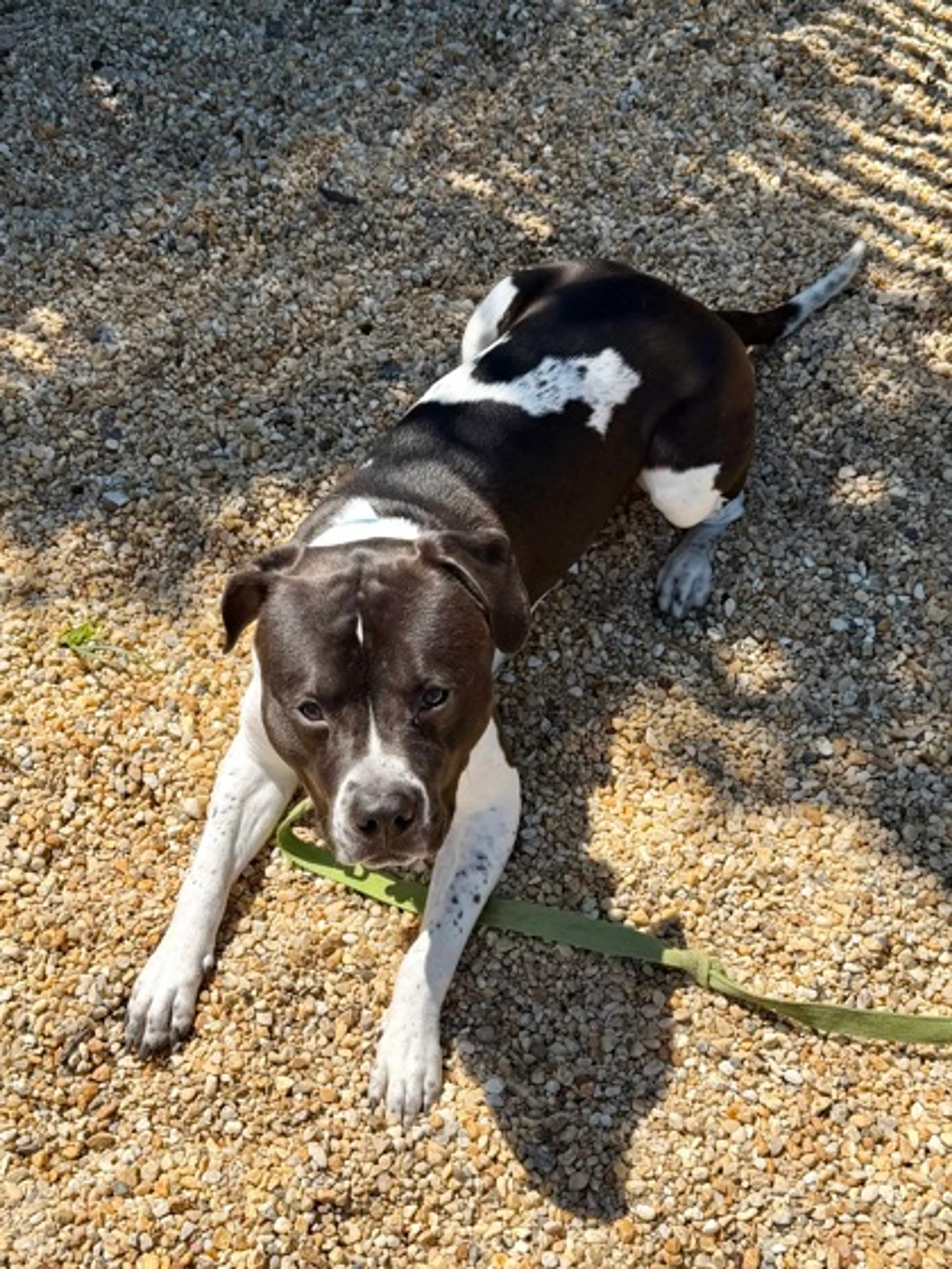 Found pet-1