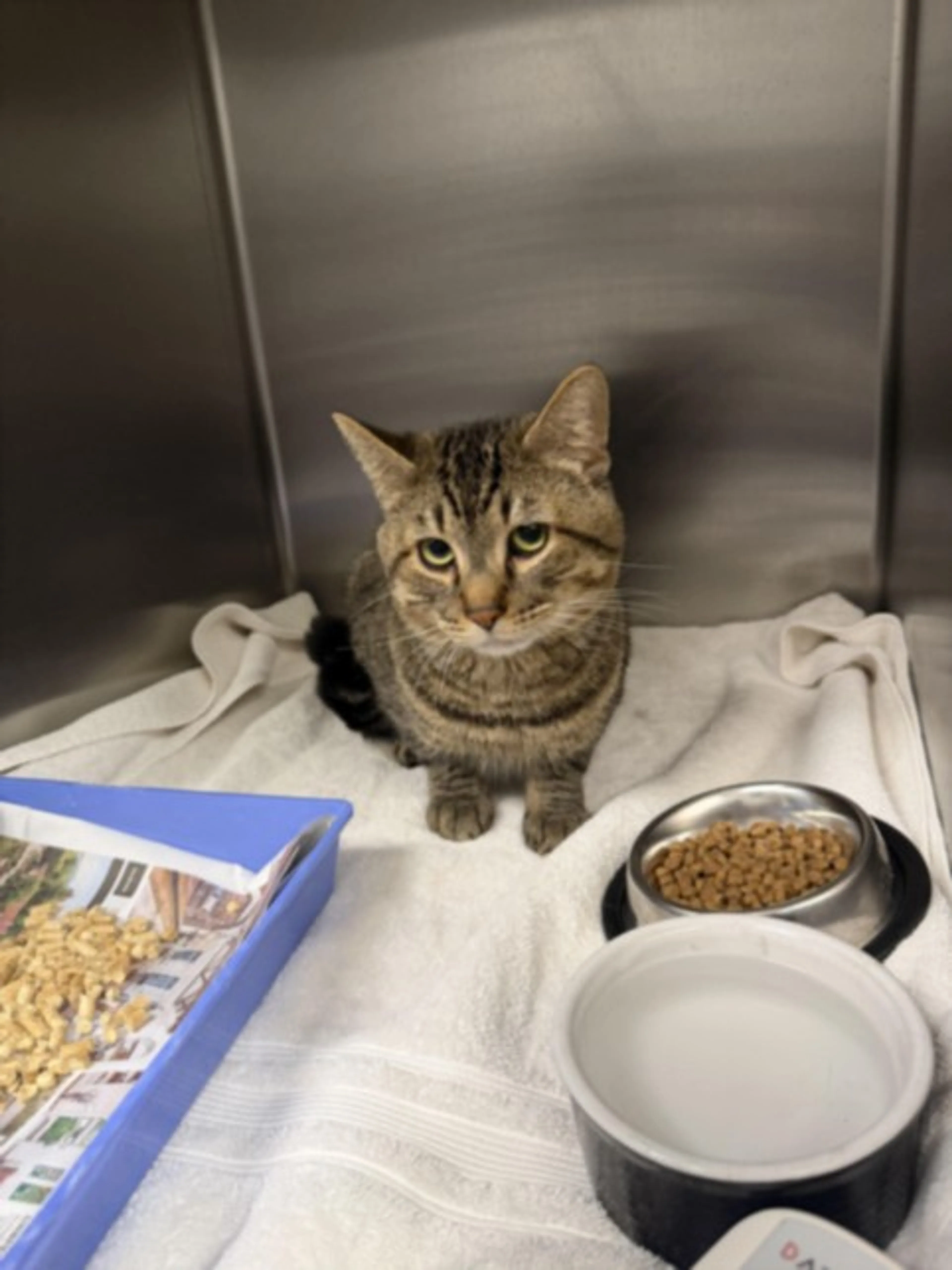 Found pet