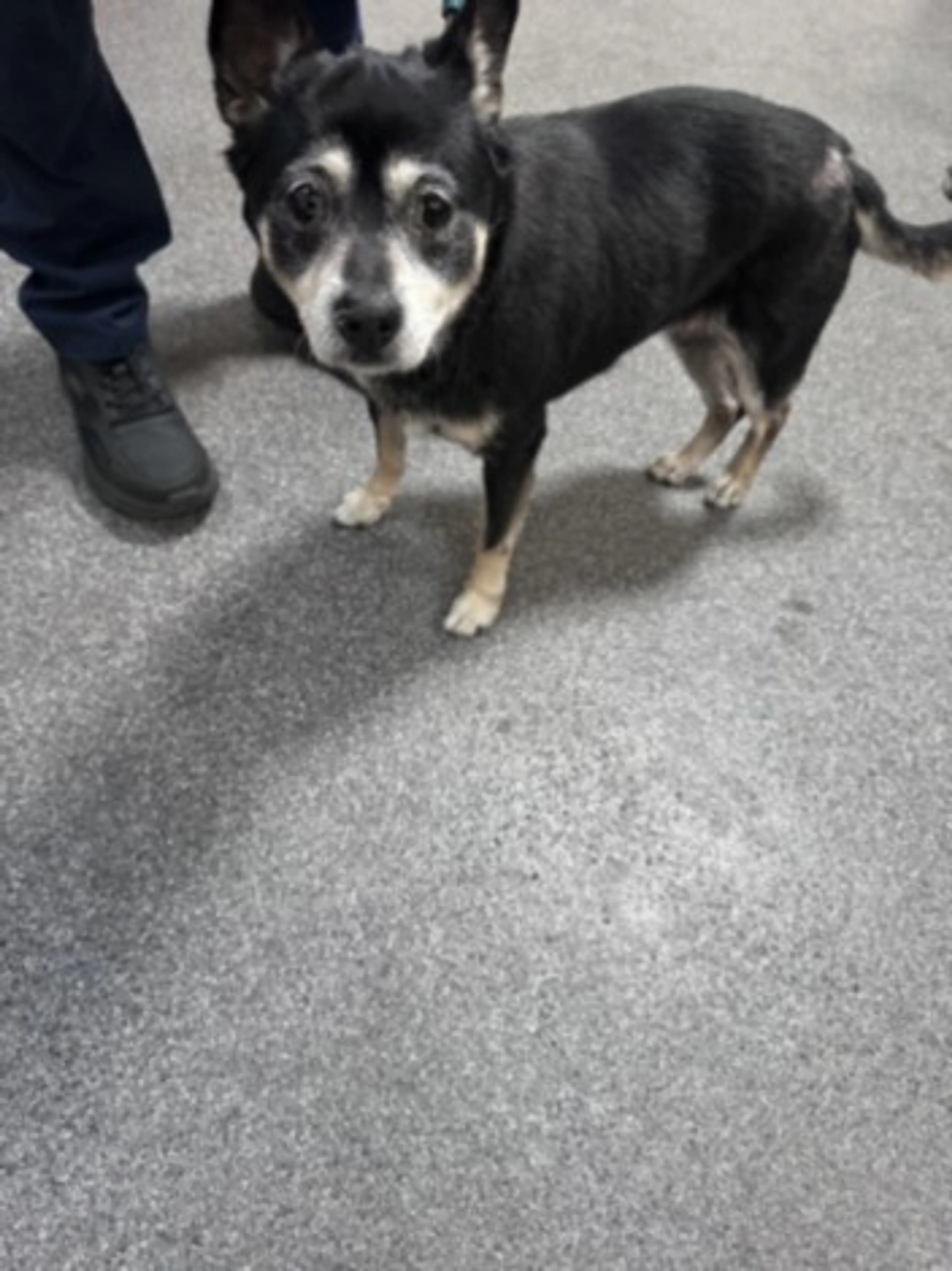 Found pet