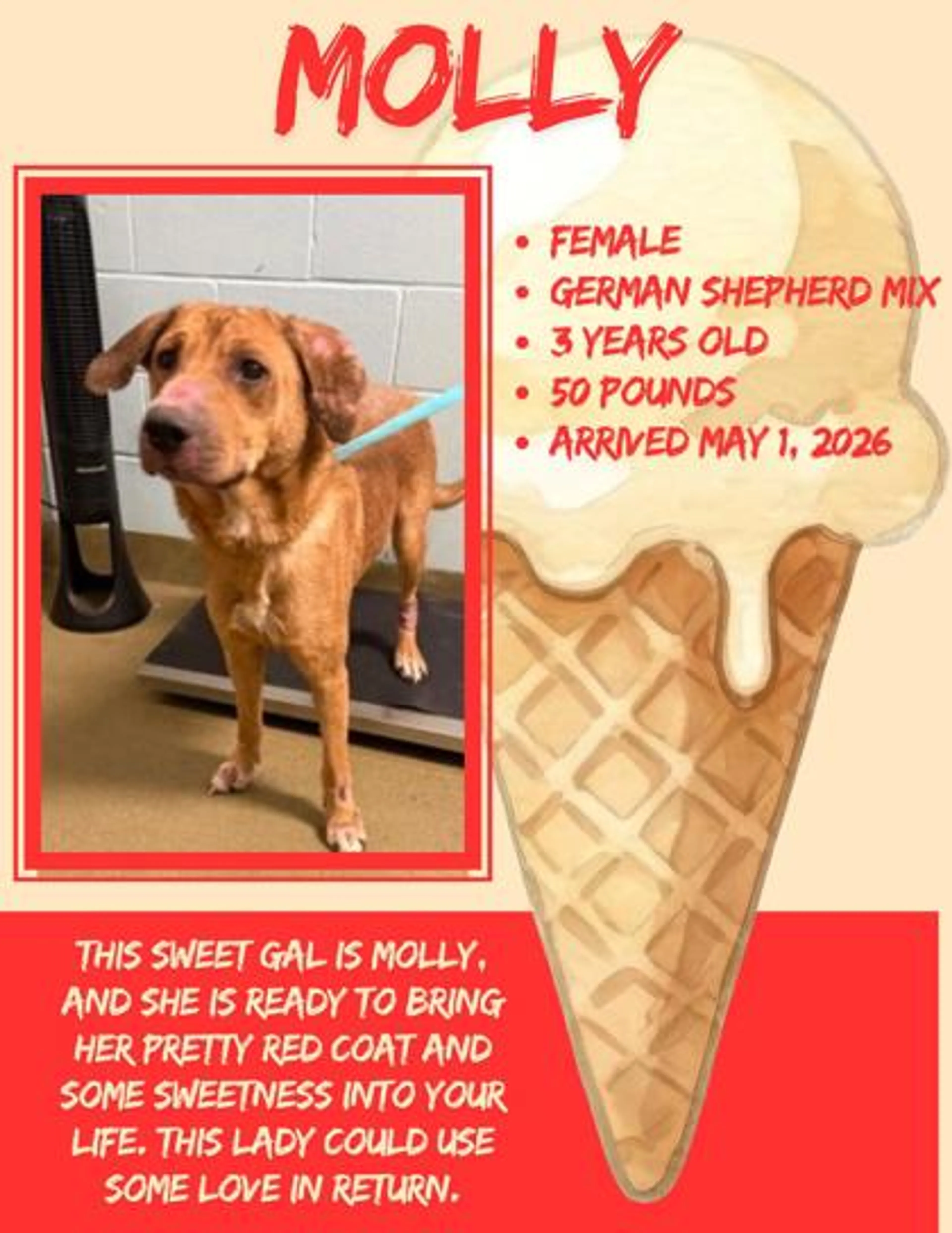Found pet-1