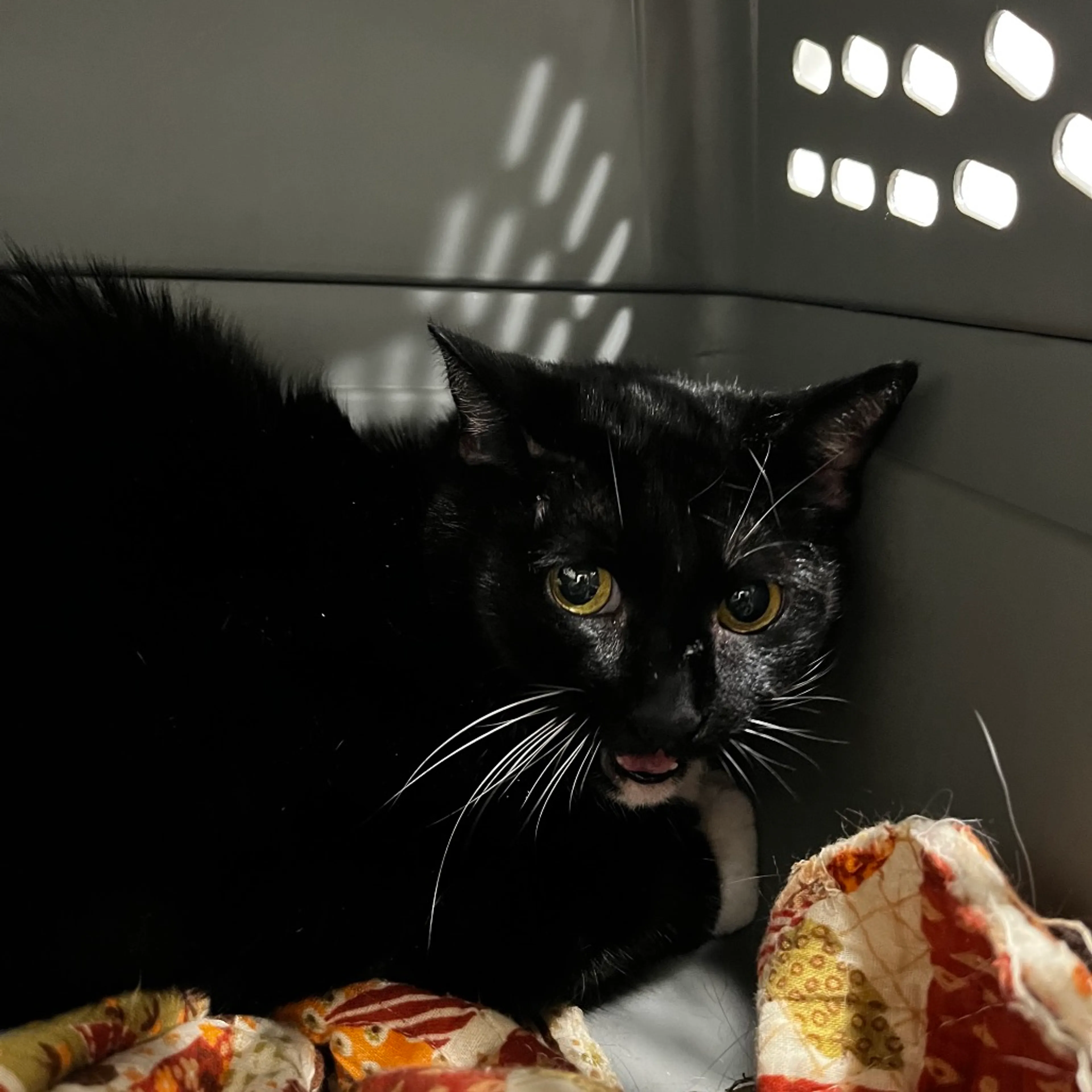 Found pet-1