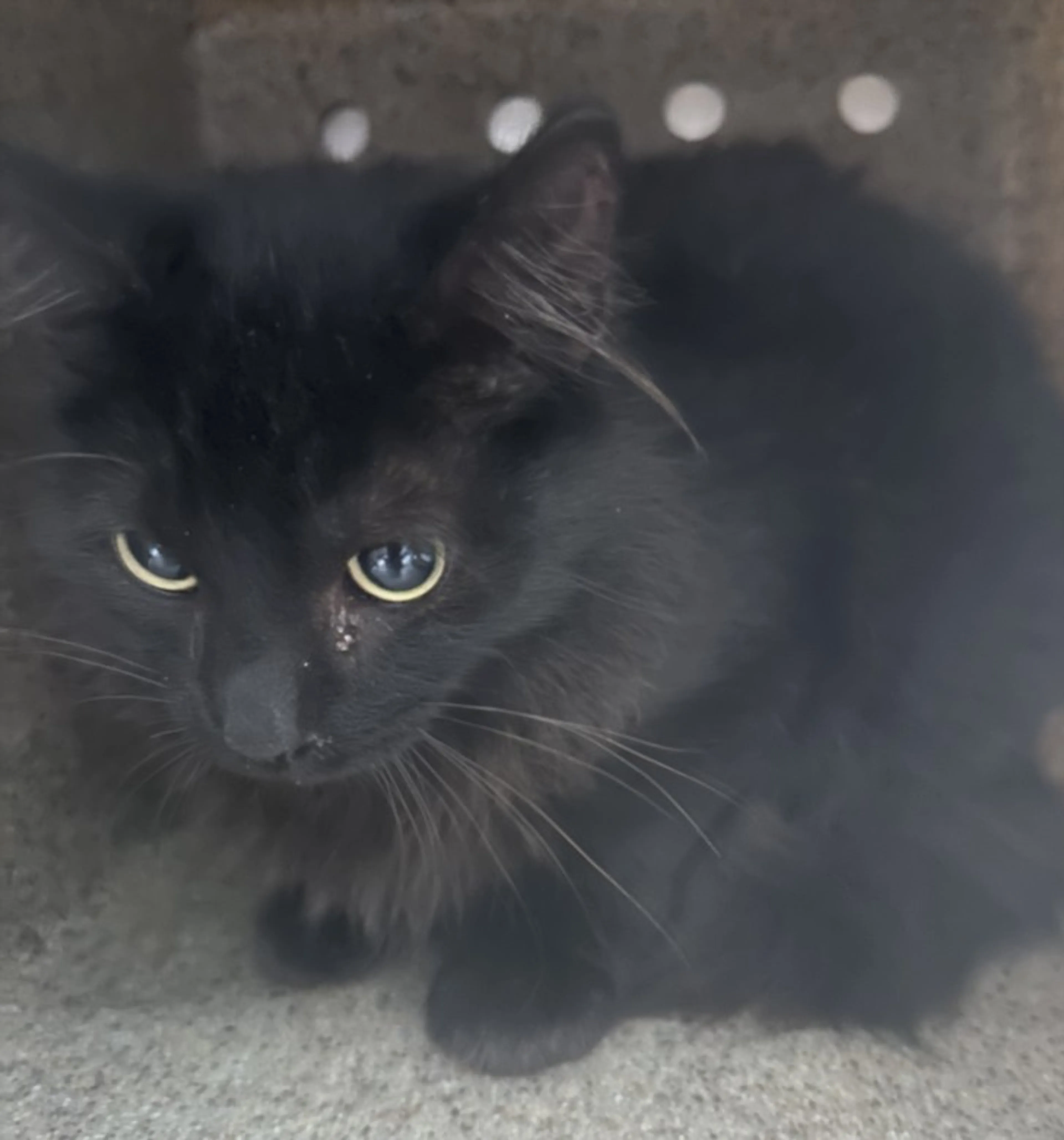 Found pet