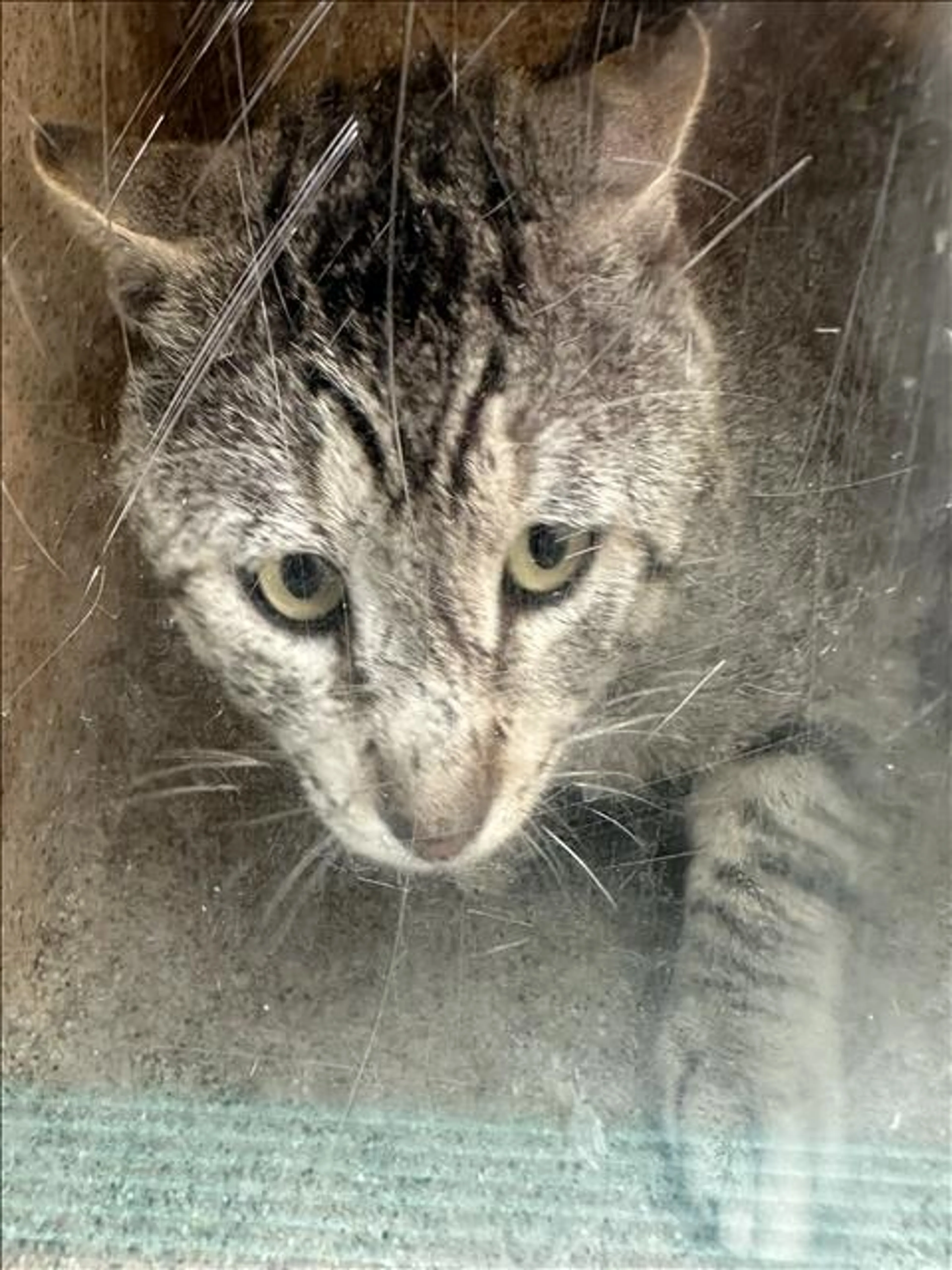 Found pet