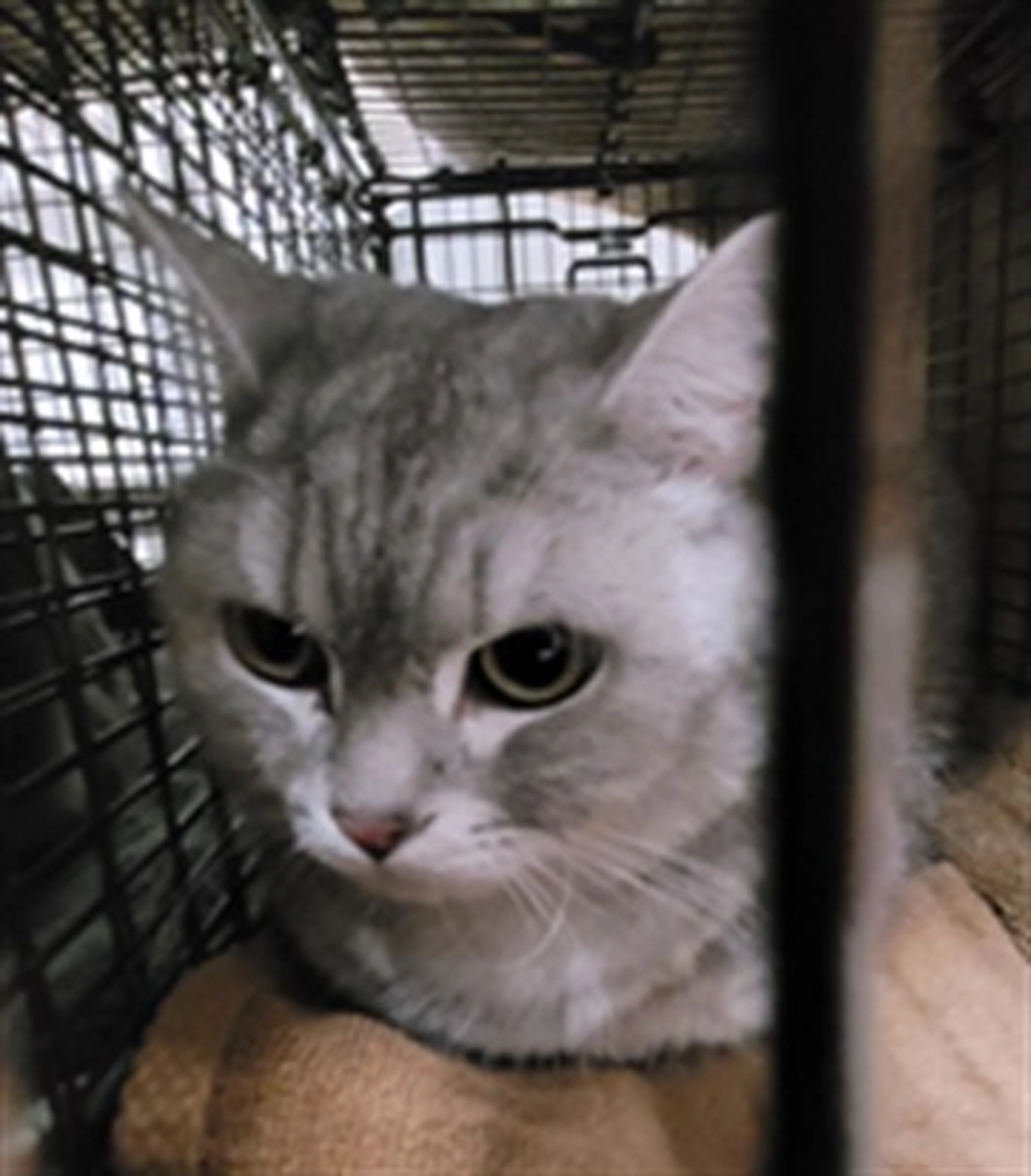 Found pet