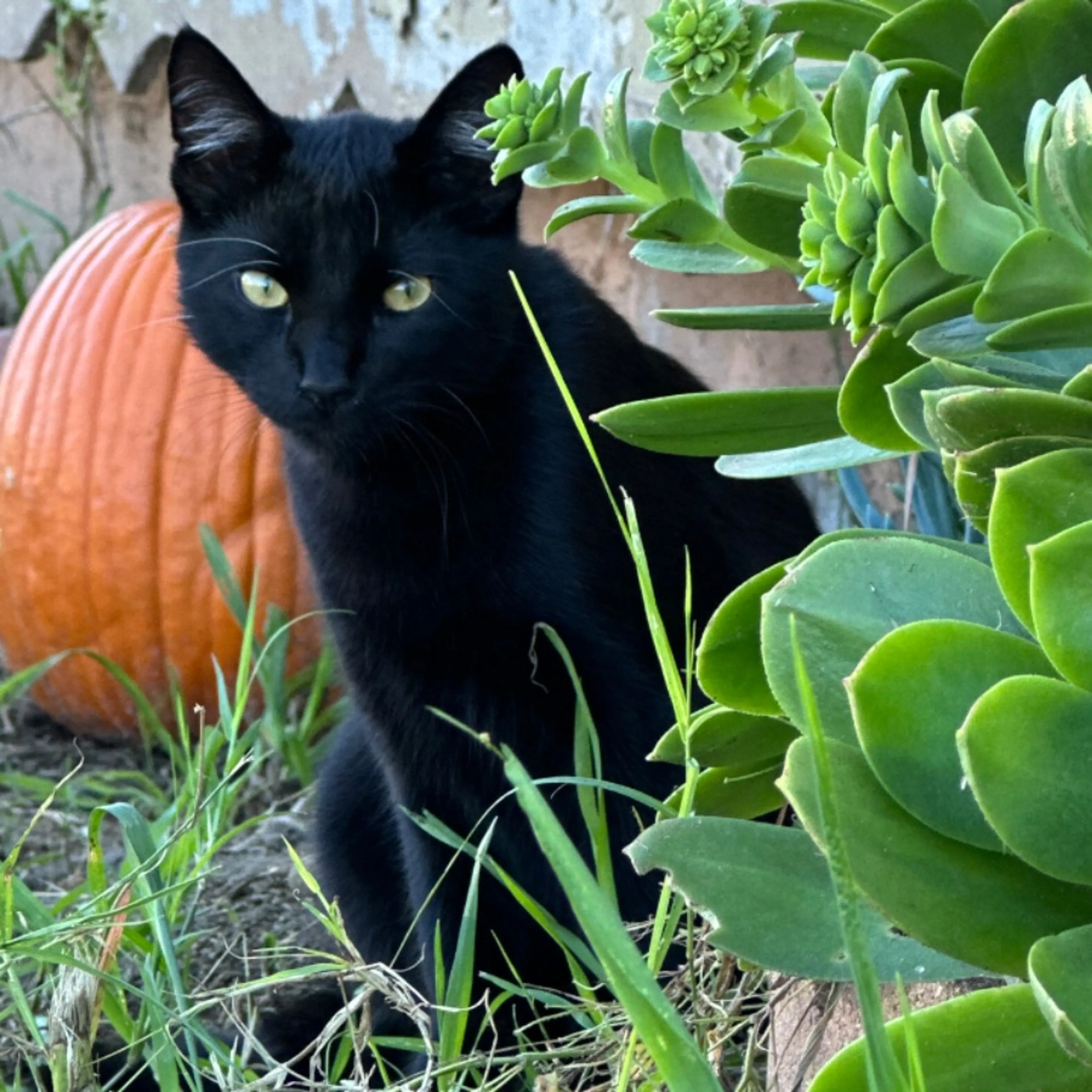 Lost pet