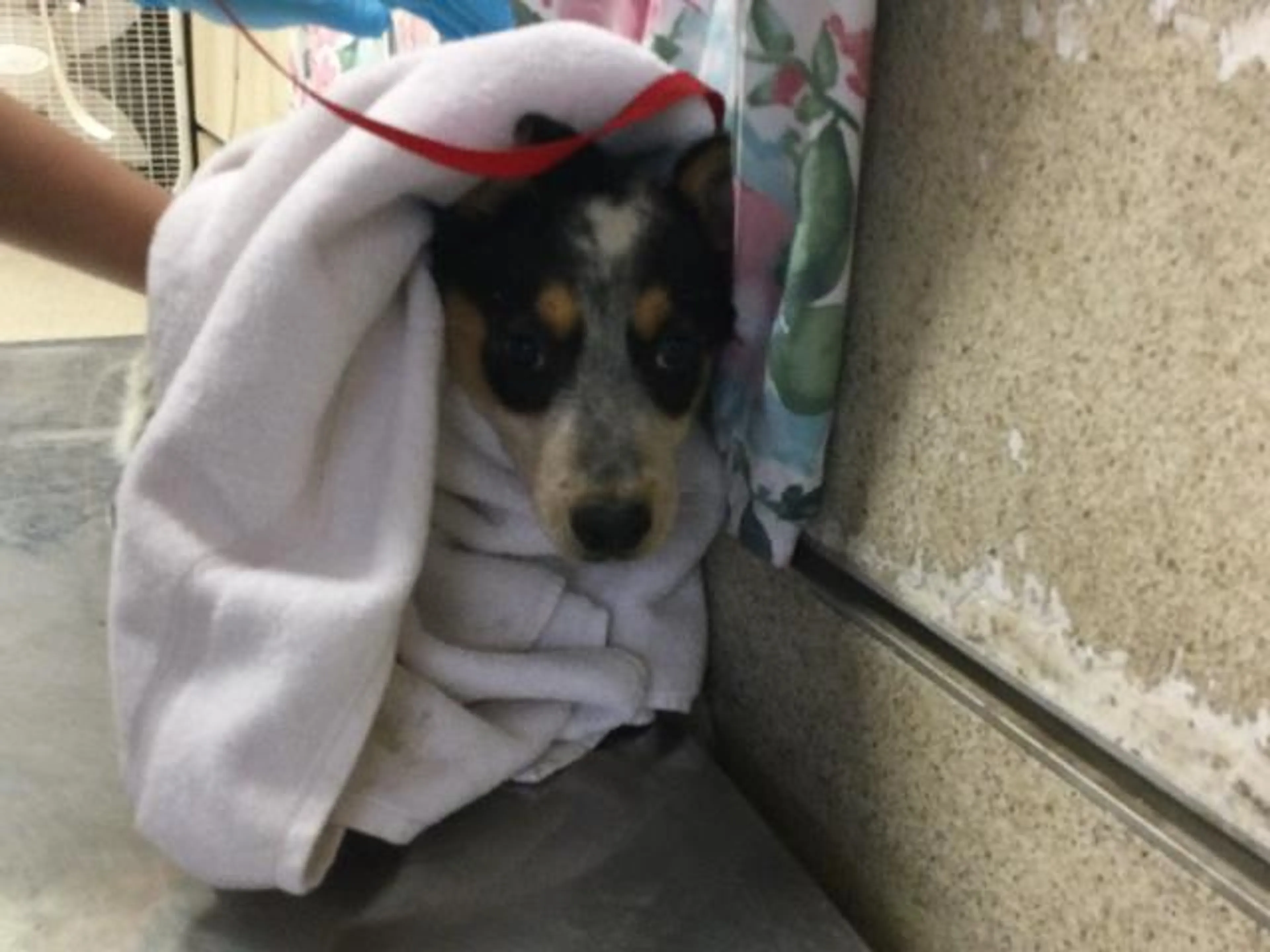 Found pet