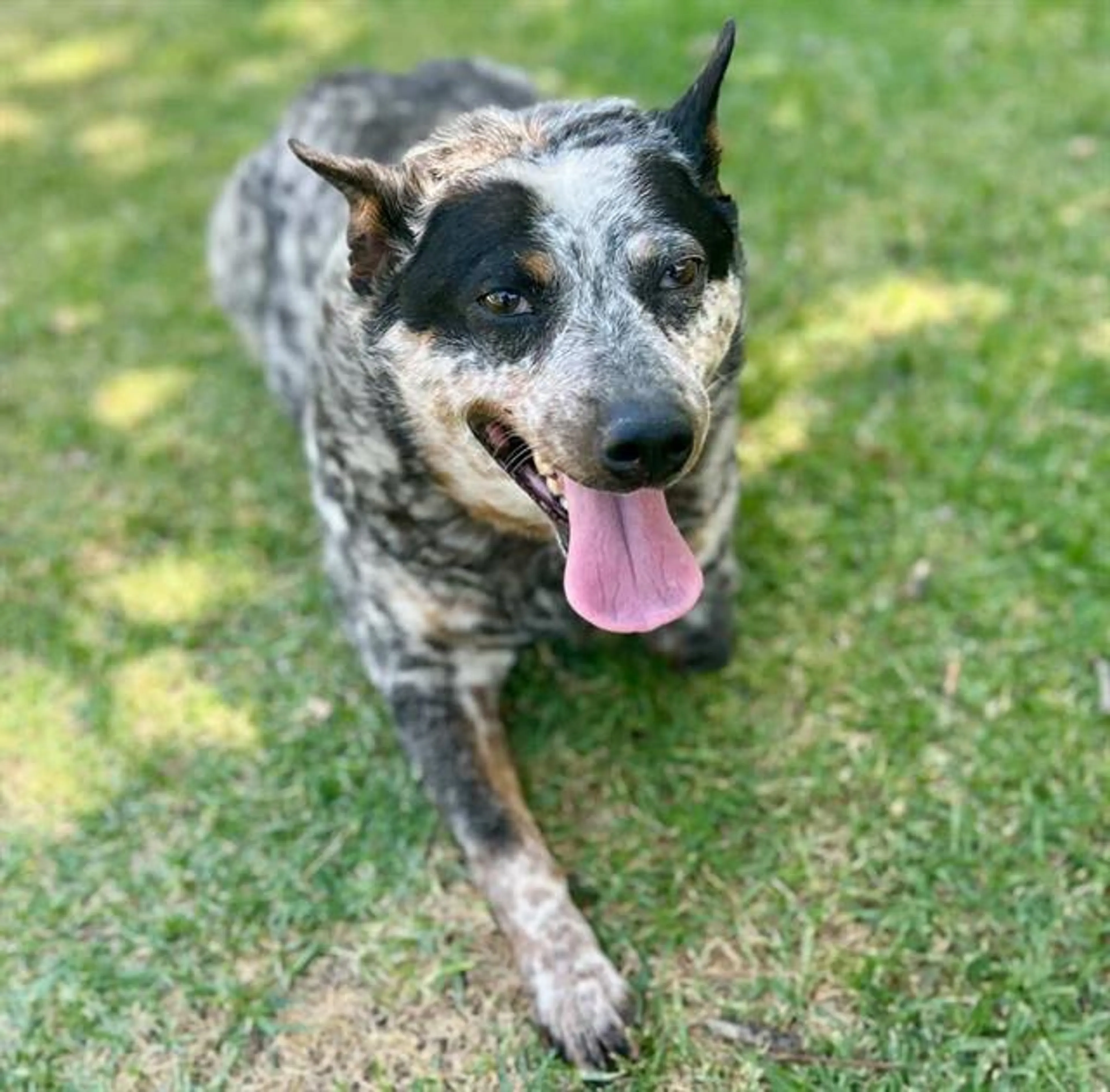 Found pet
