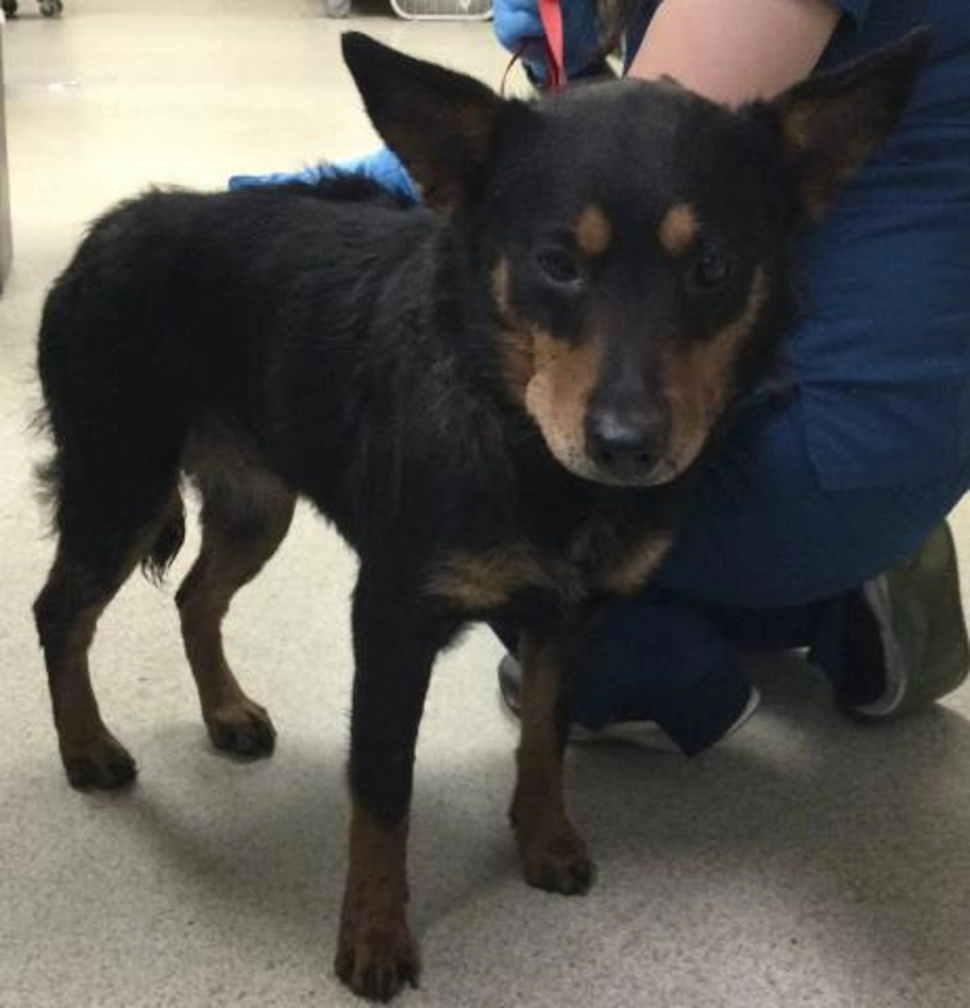 Found pet