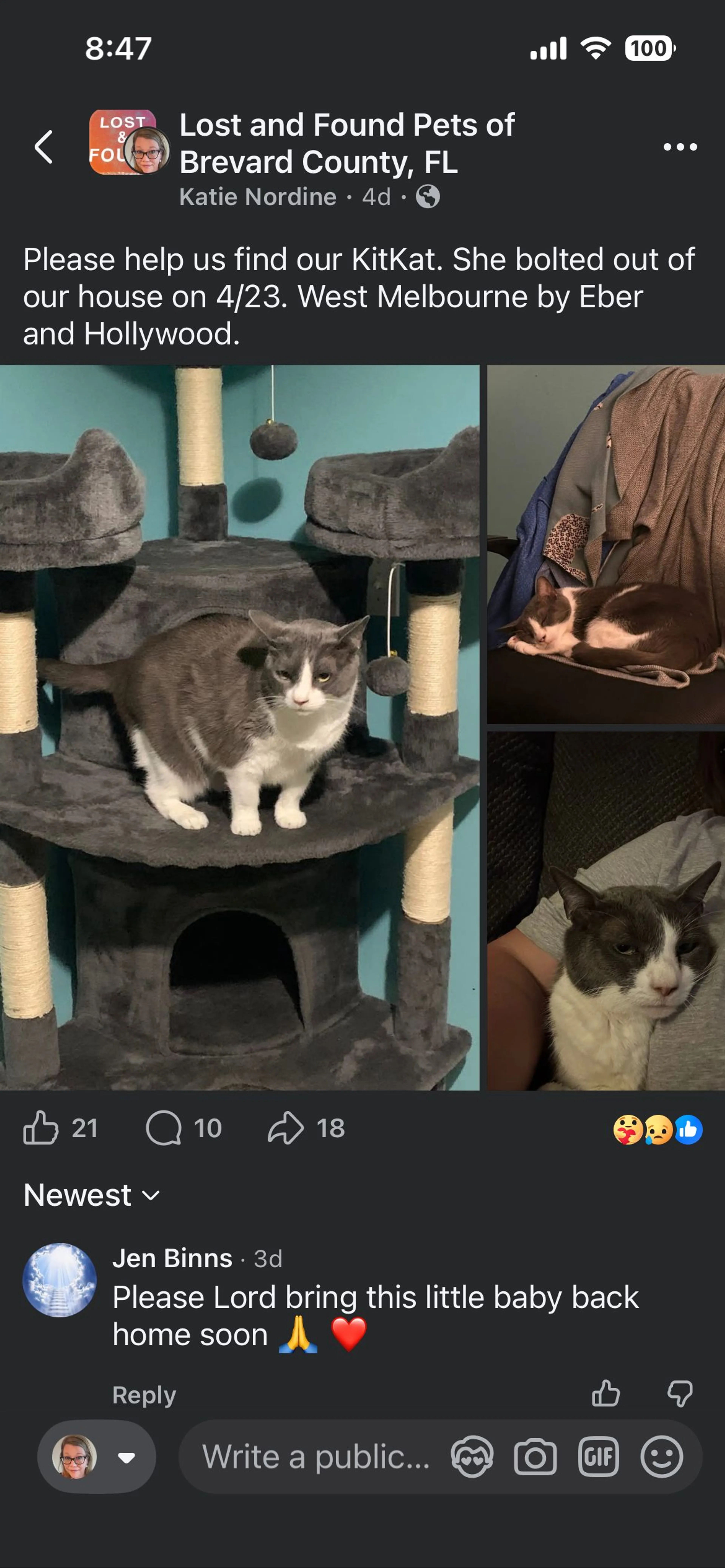 Lost pet