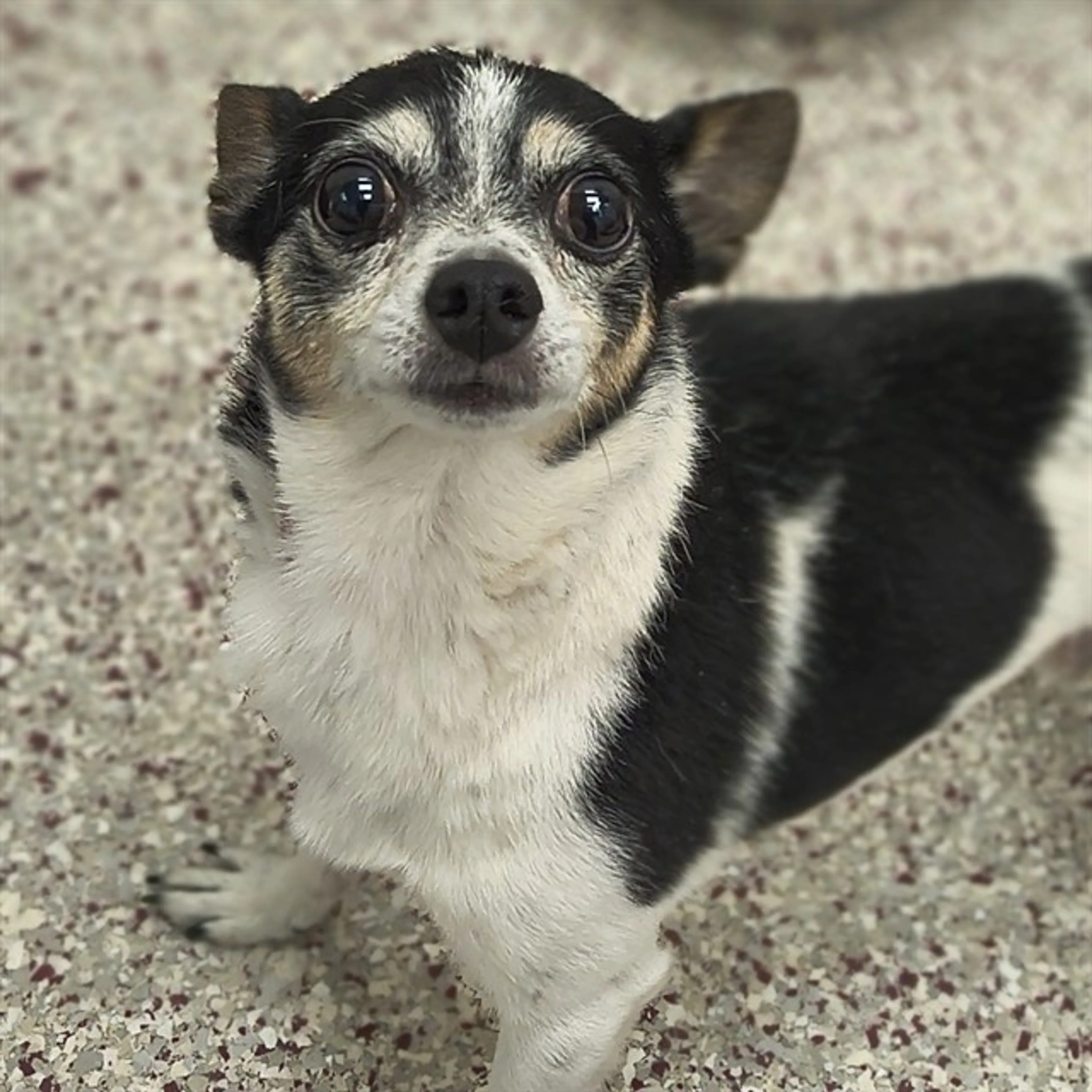 Found pet