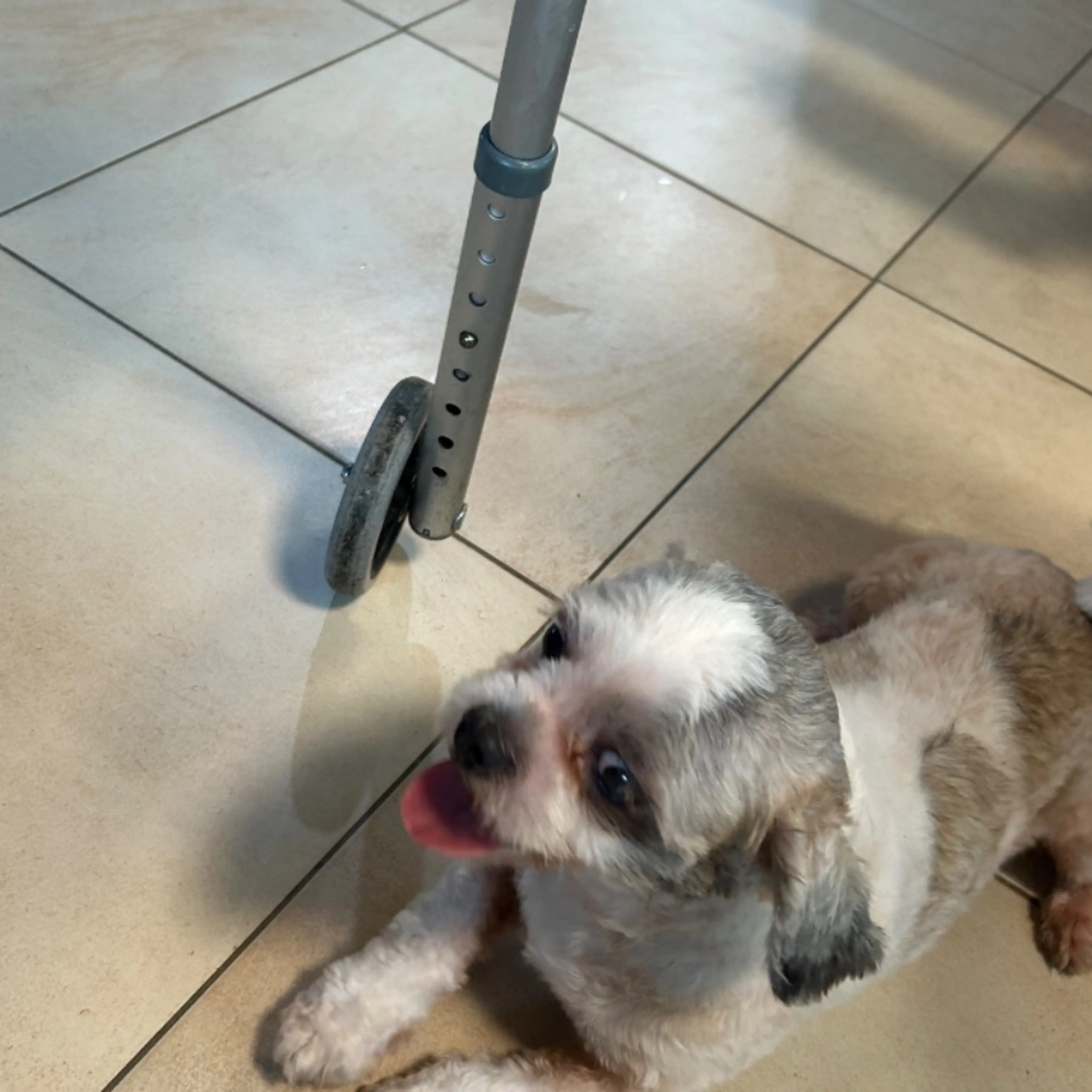 Found pet