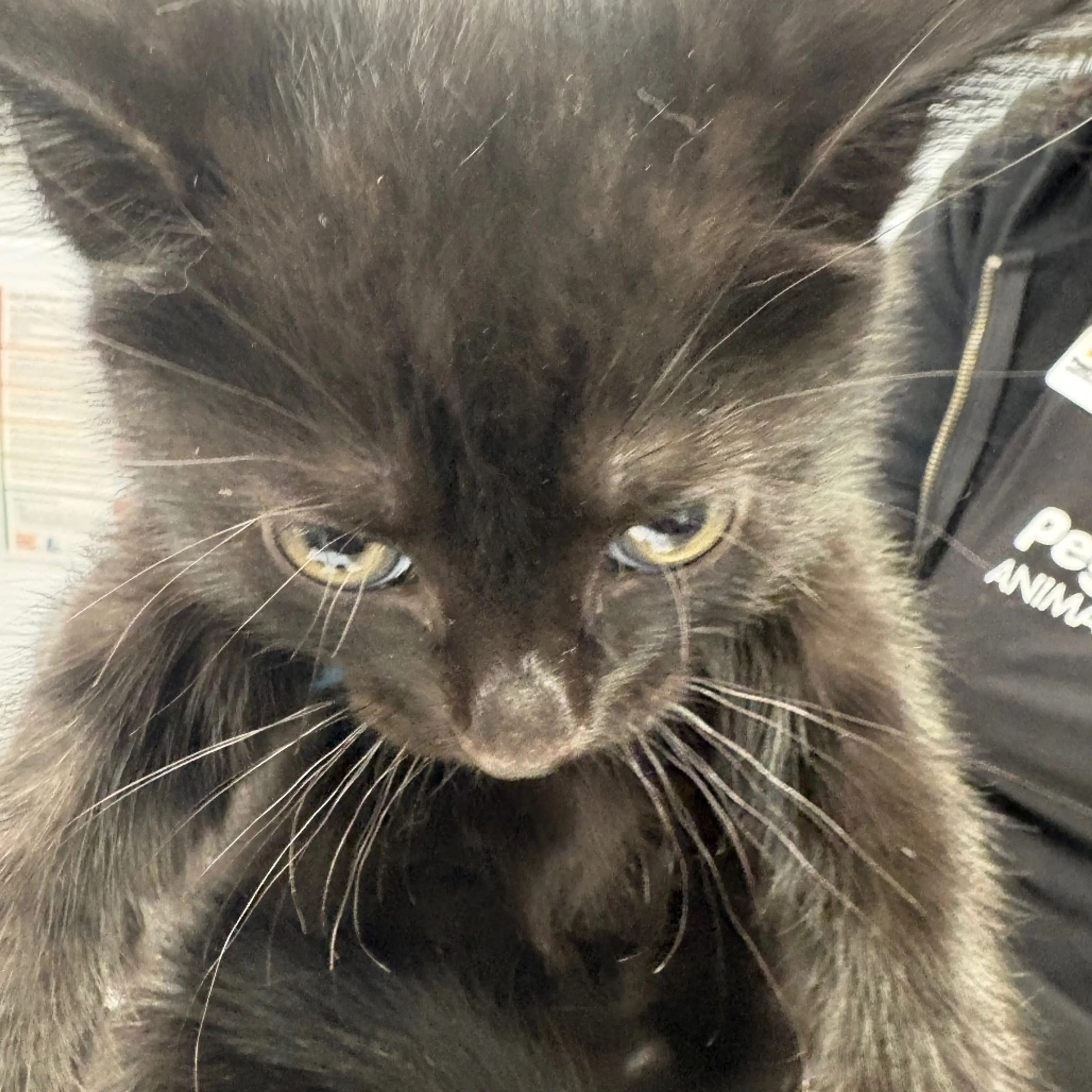 Found pet