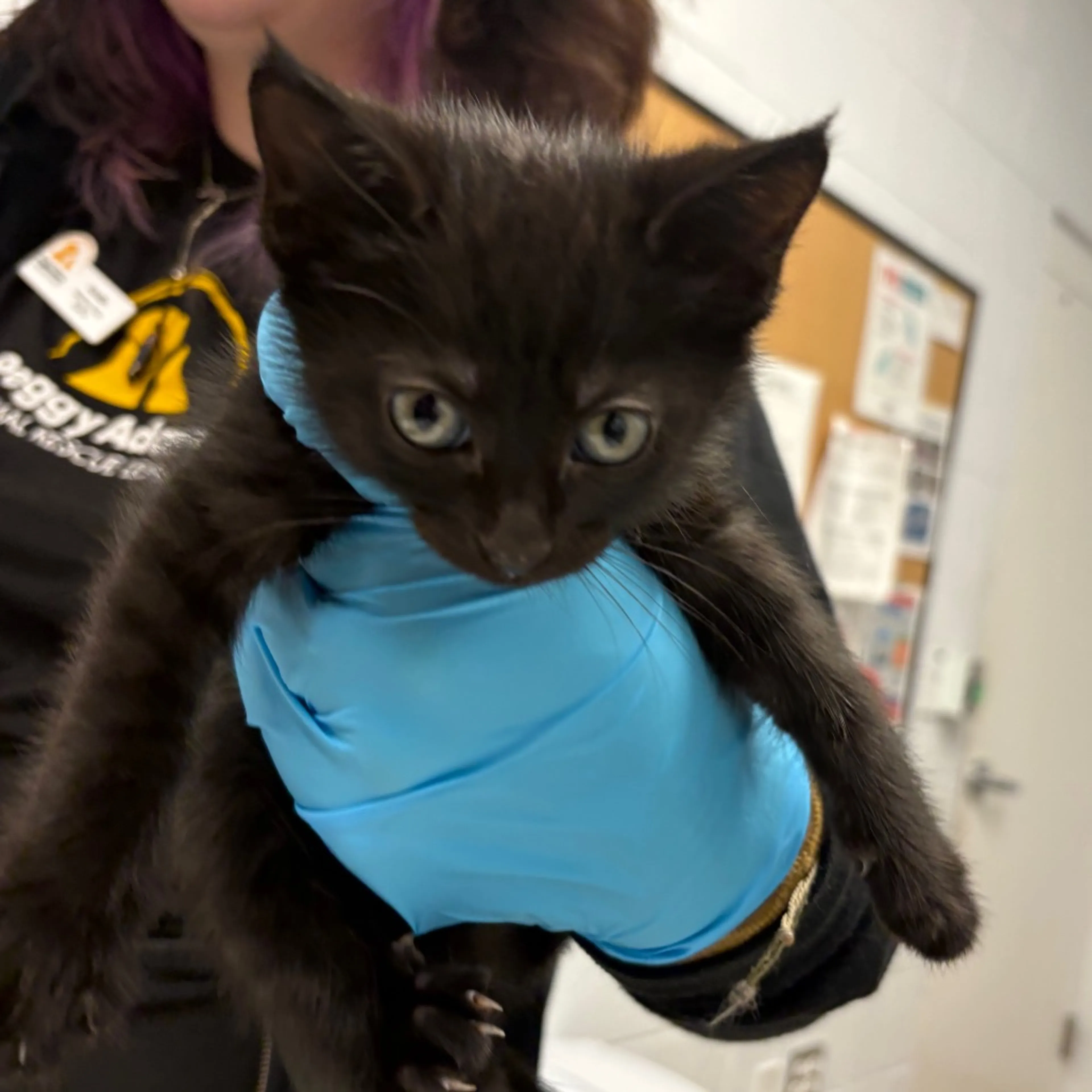 Found pet