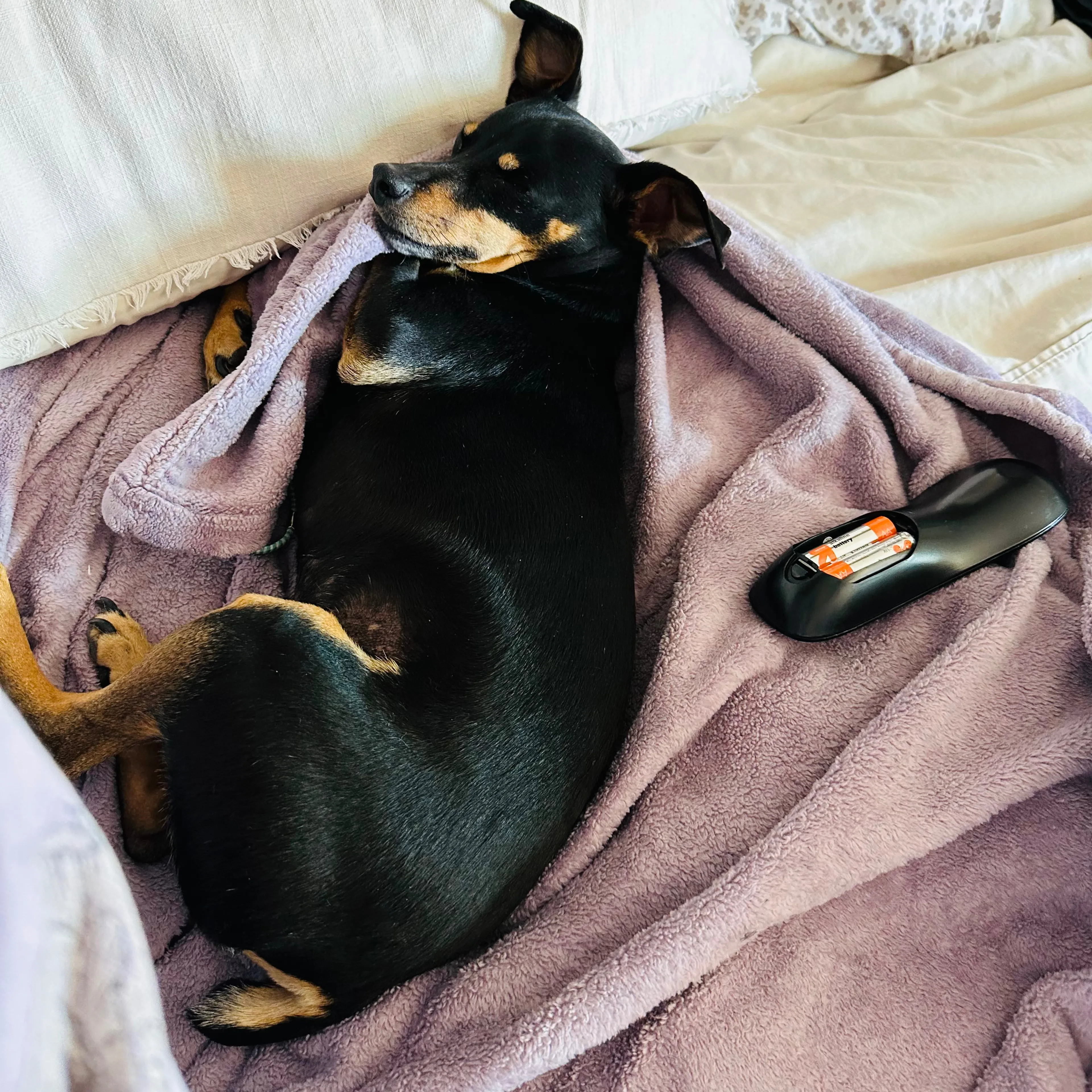 Lost pet-1