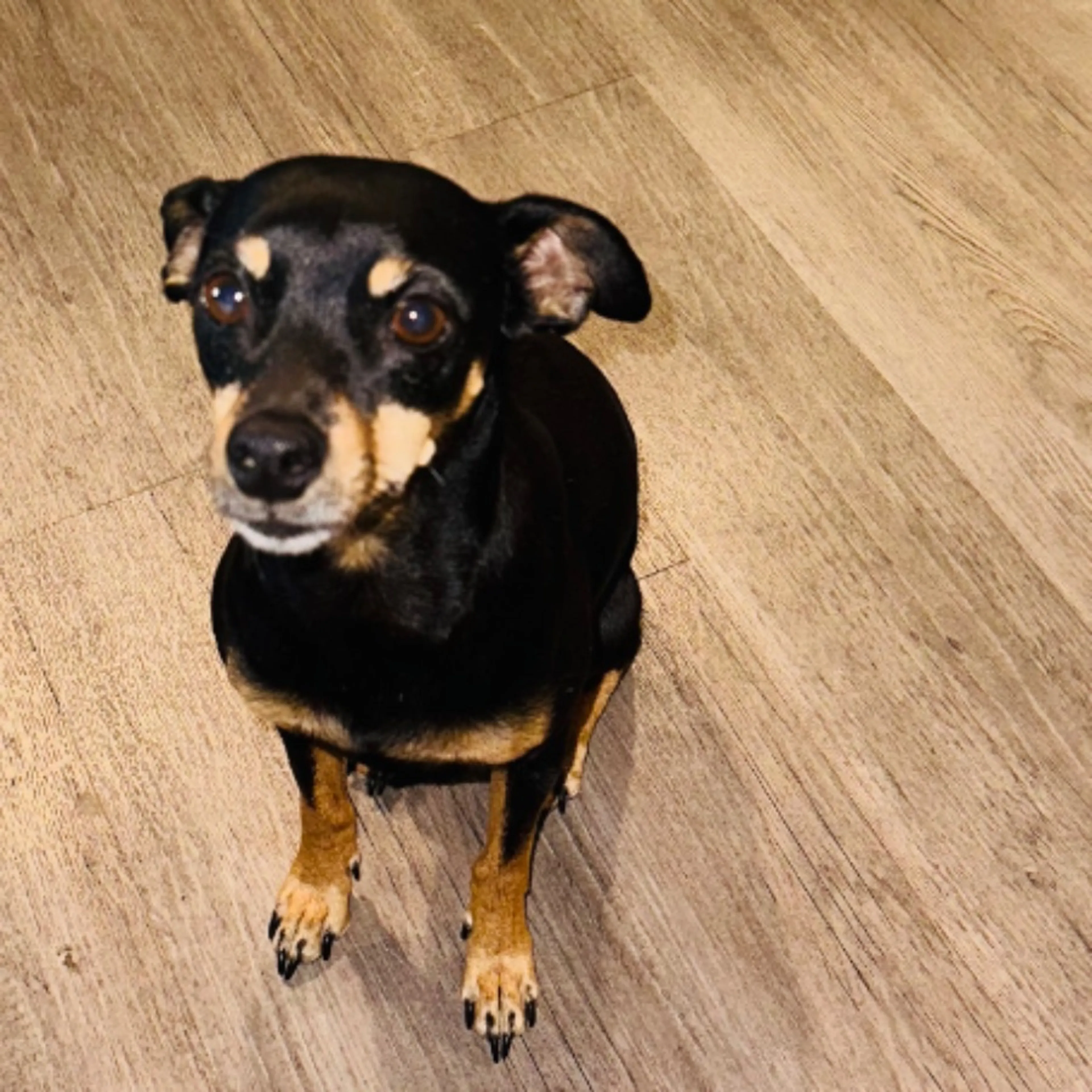 Lost pet-0