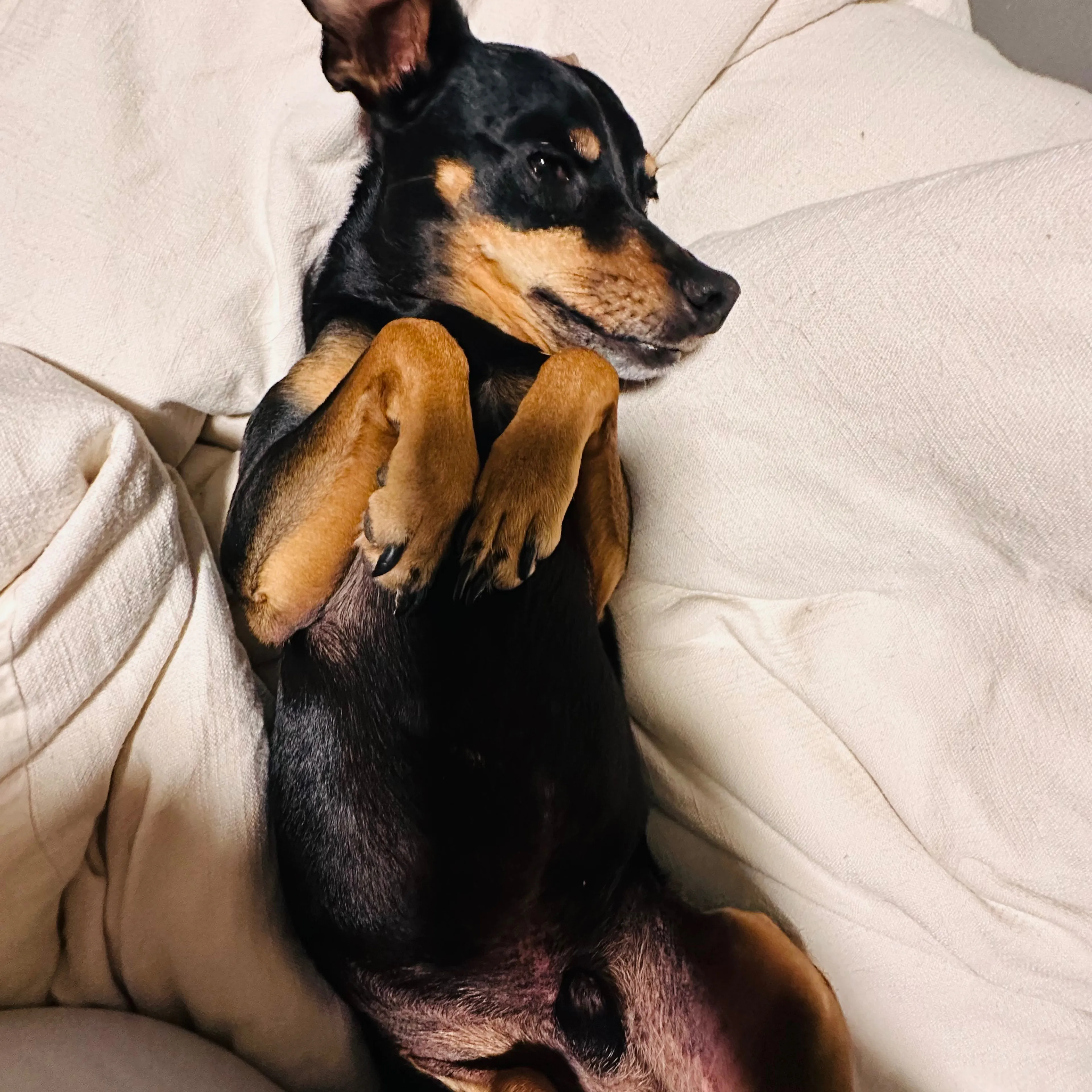 Lost pet-3