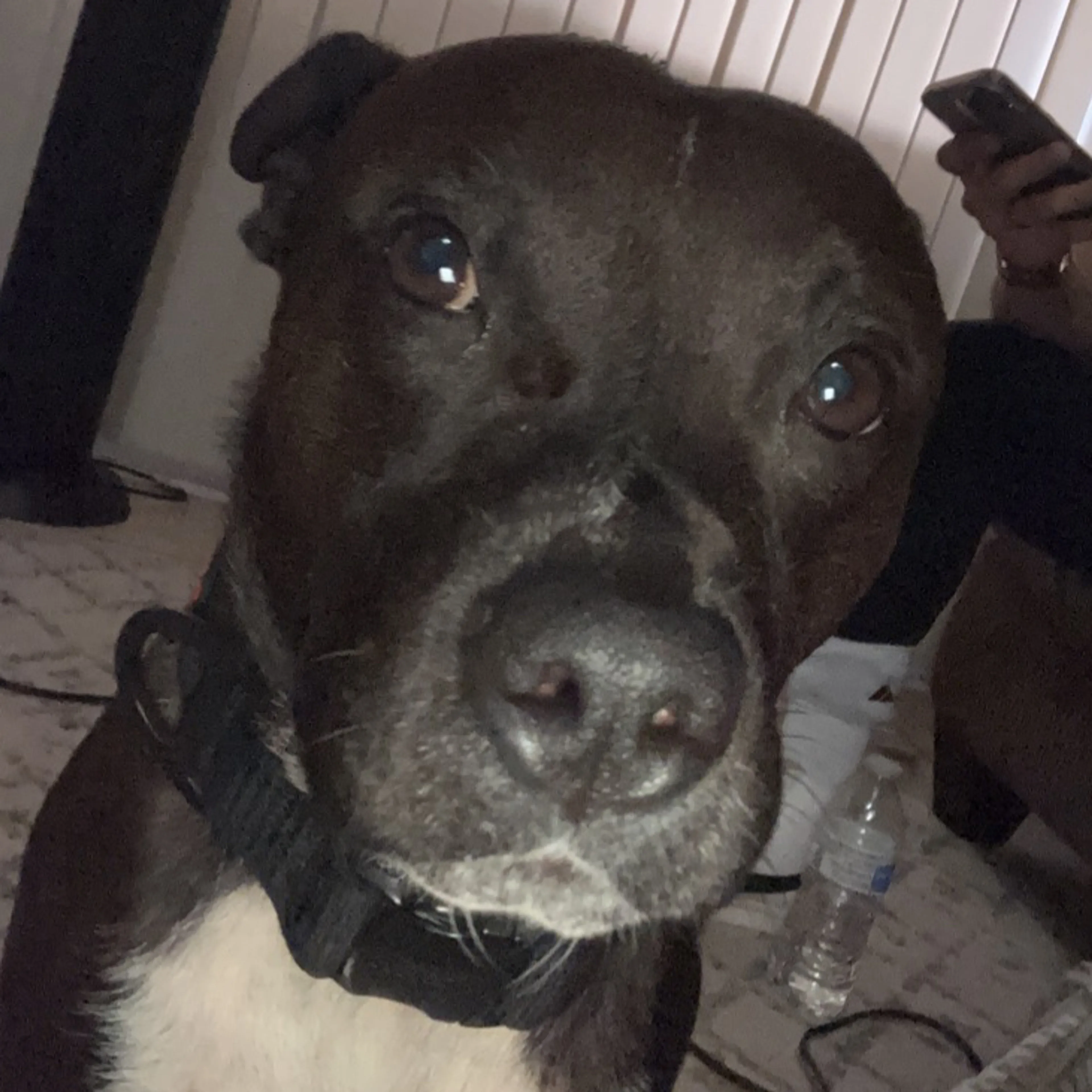 Lost pet-2