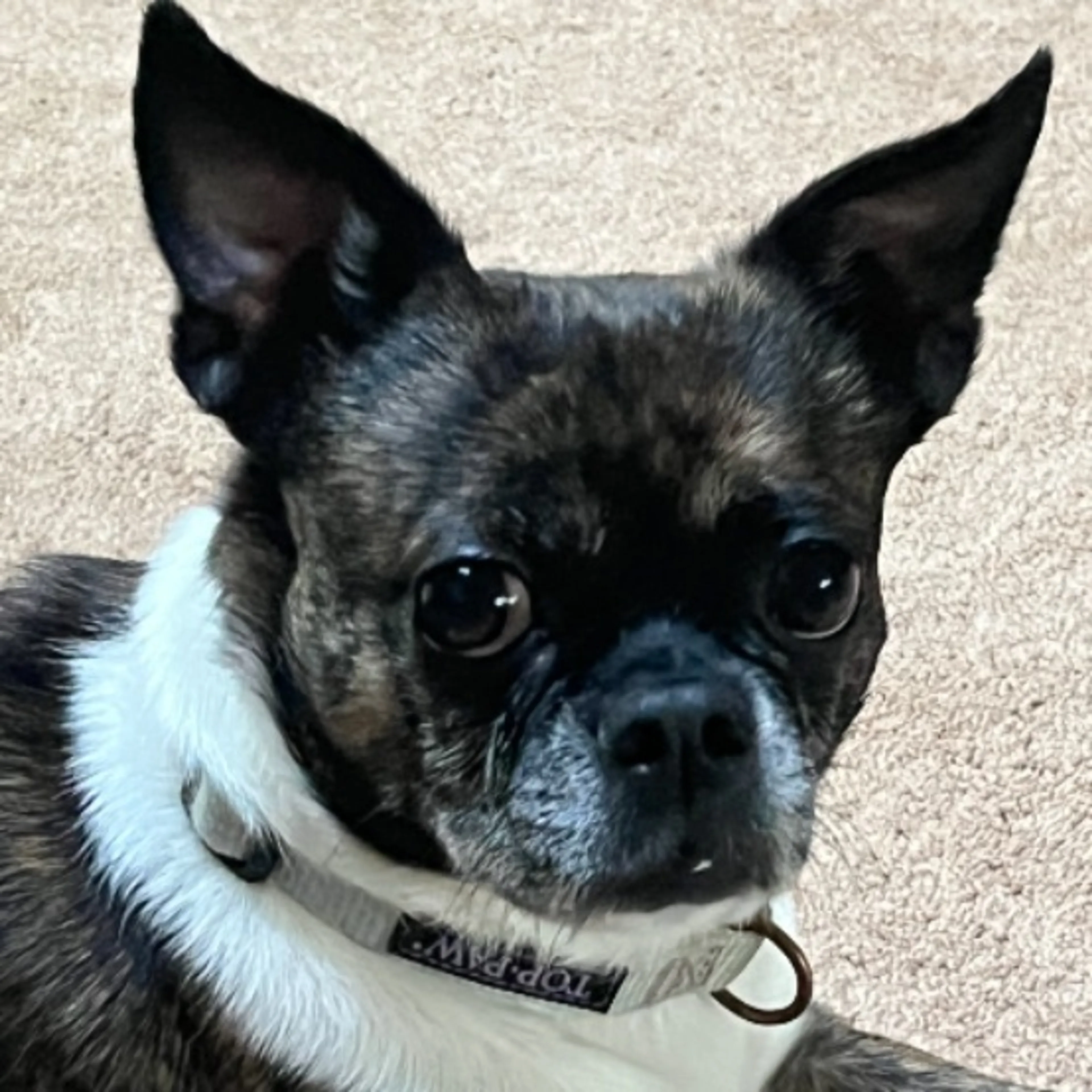 Lost pet