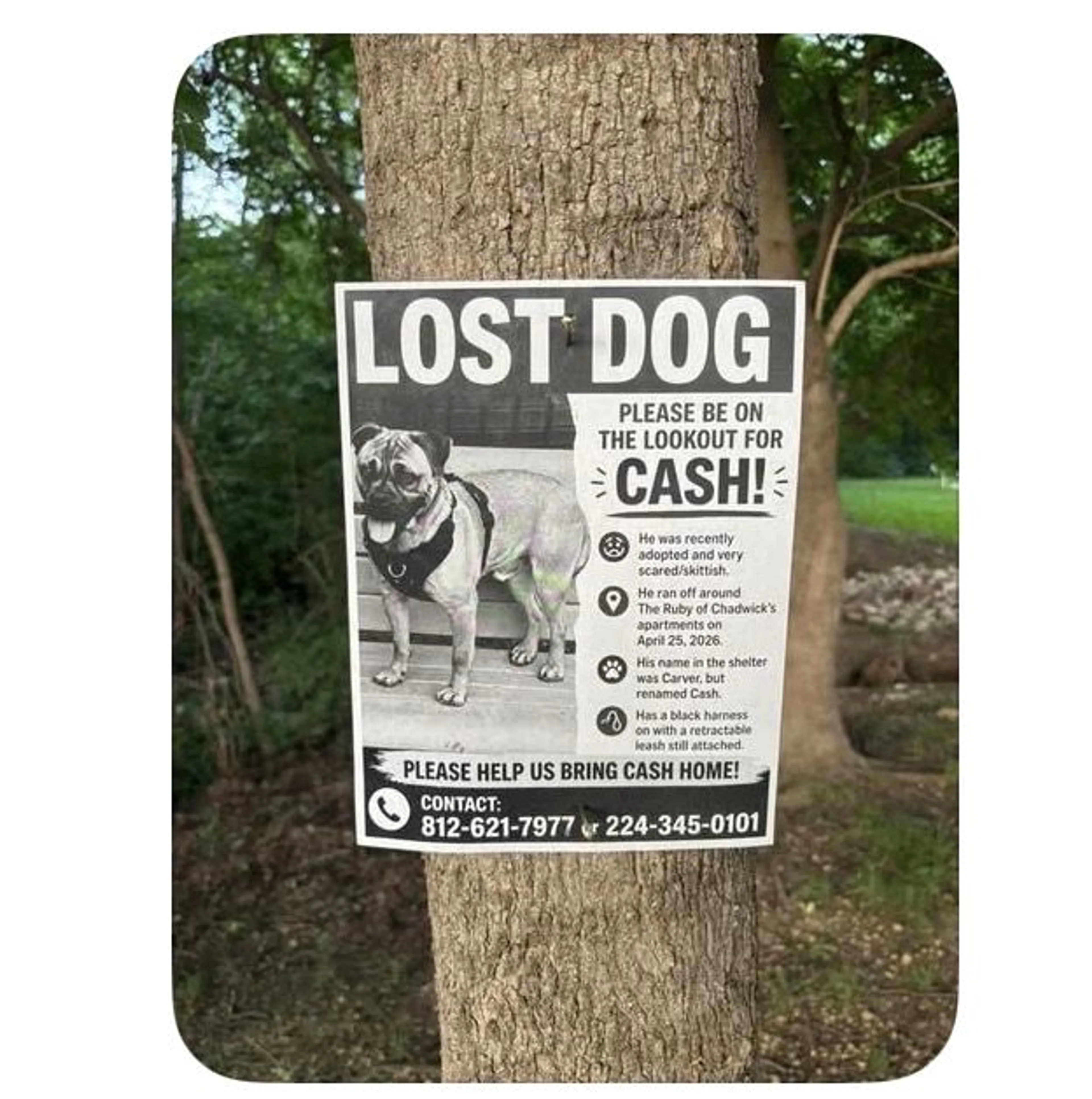 Lost pet-1