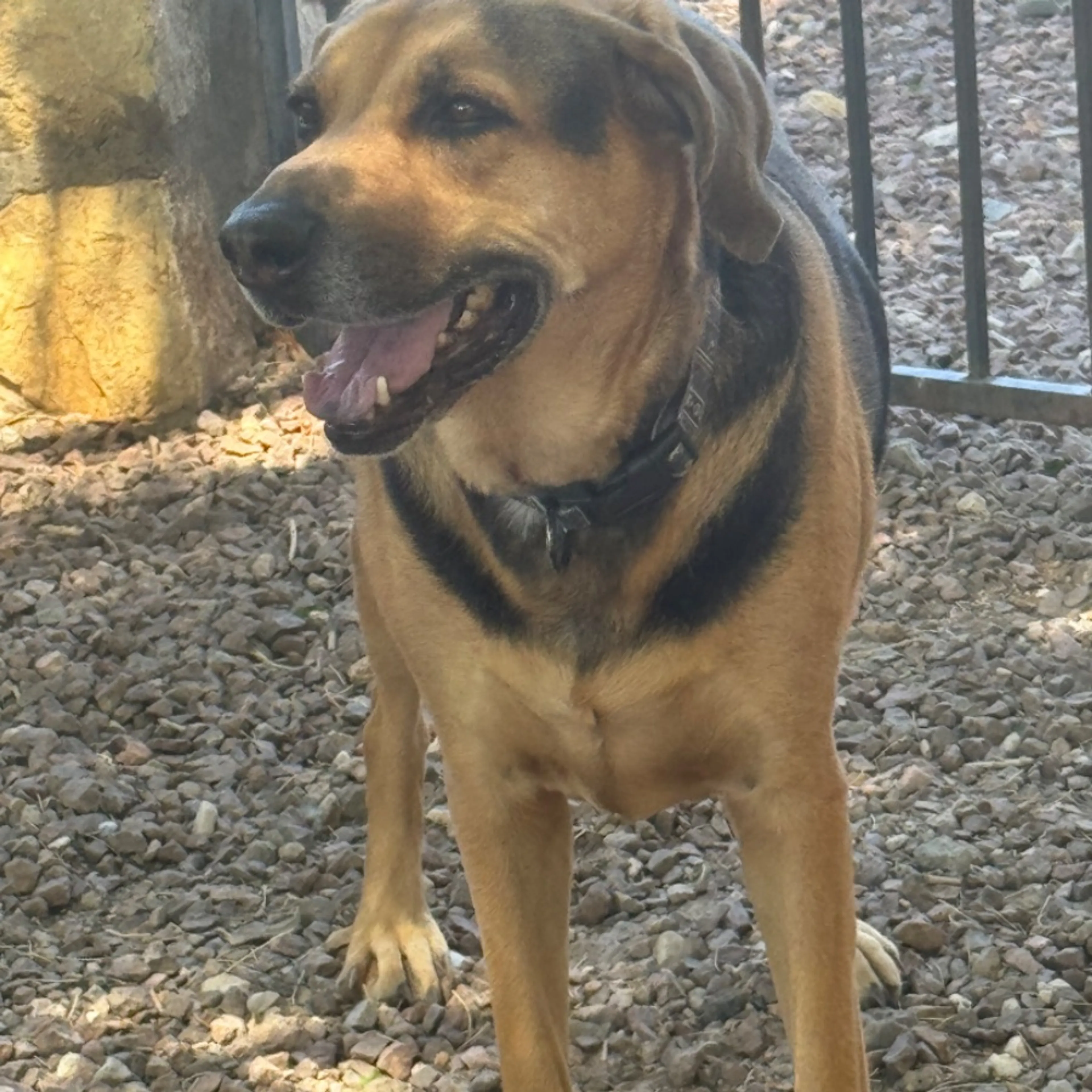 Lost pet