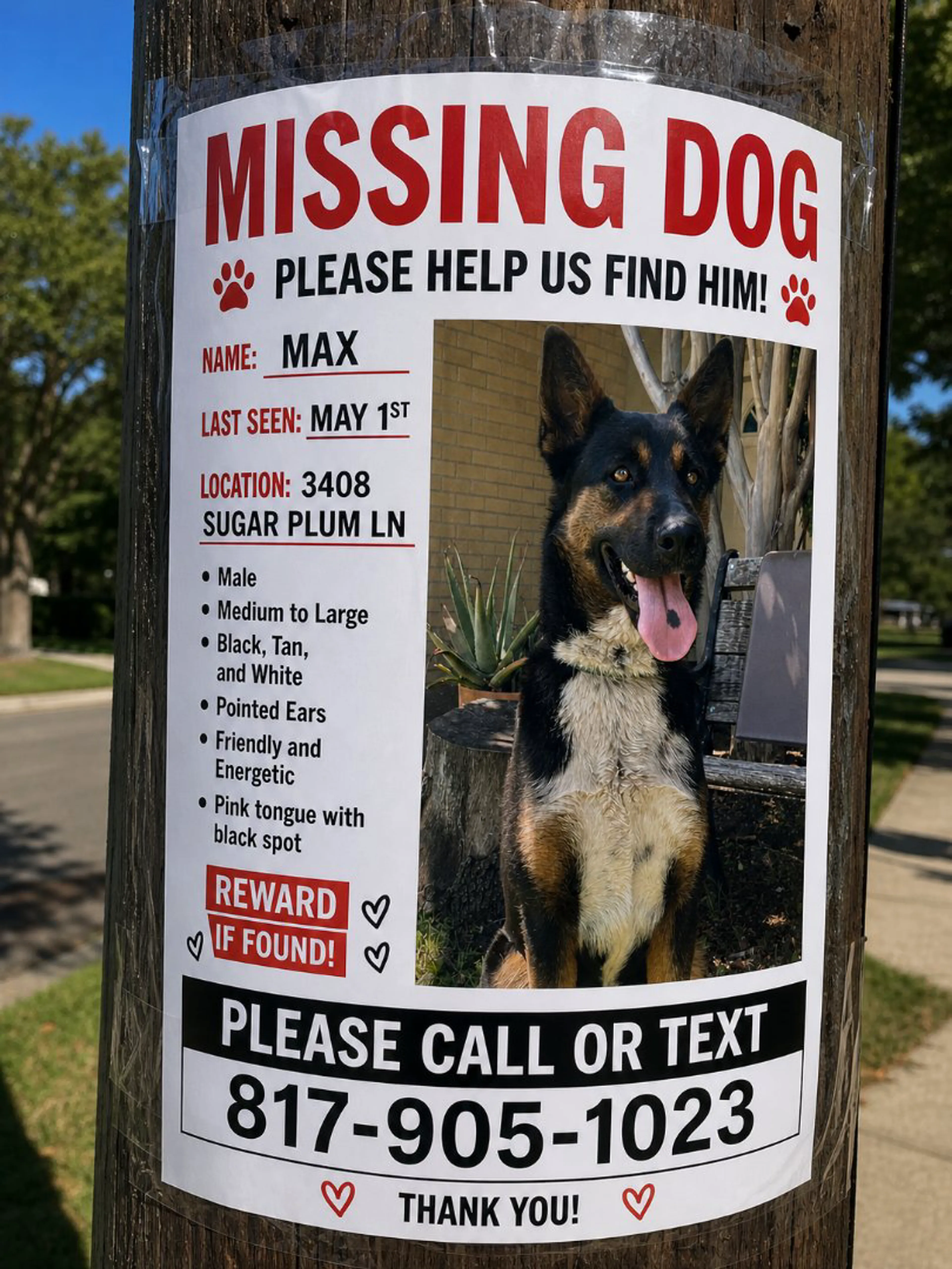 Lost pet
