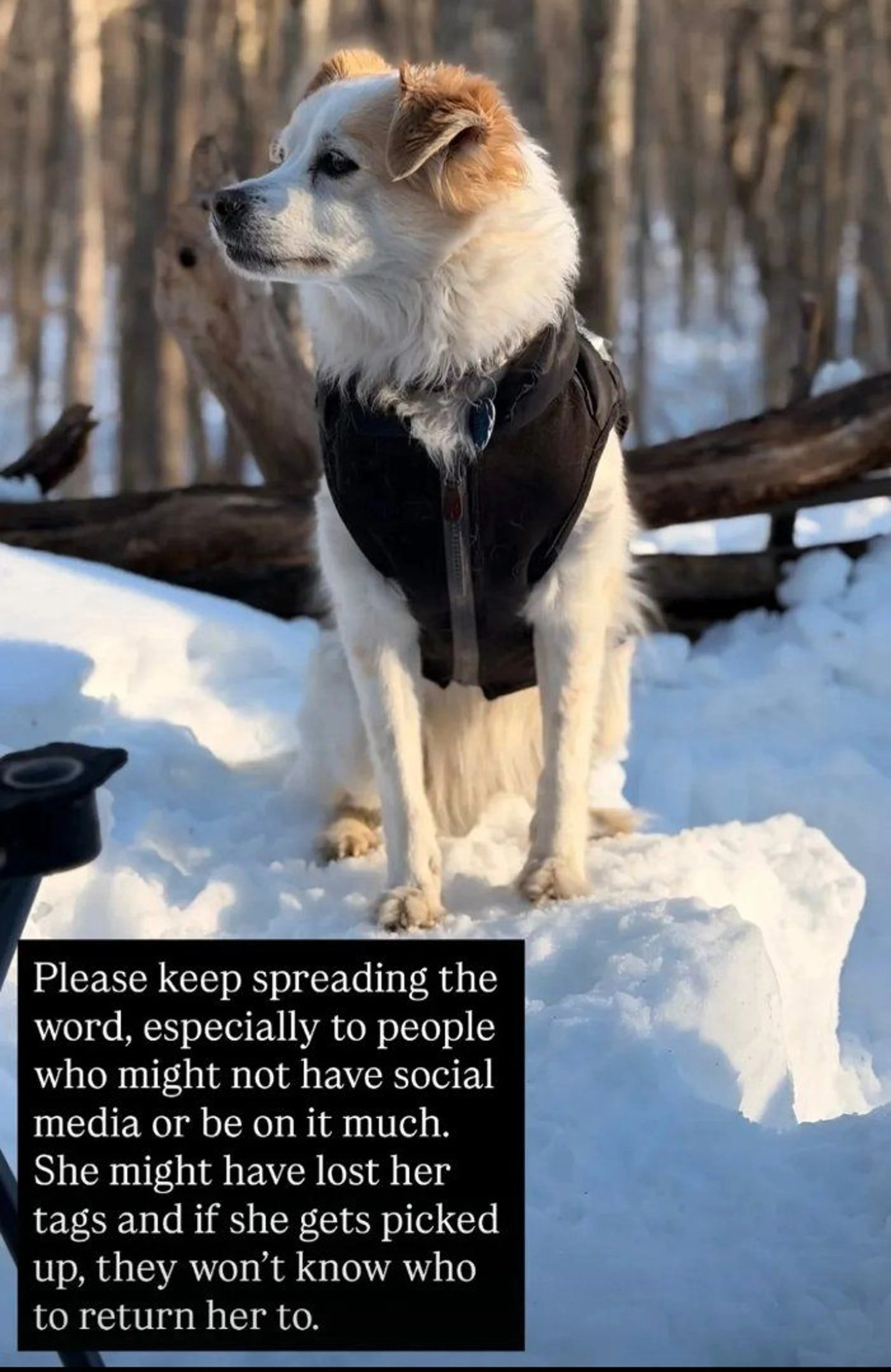 Lost pet-1