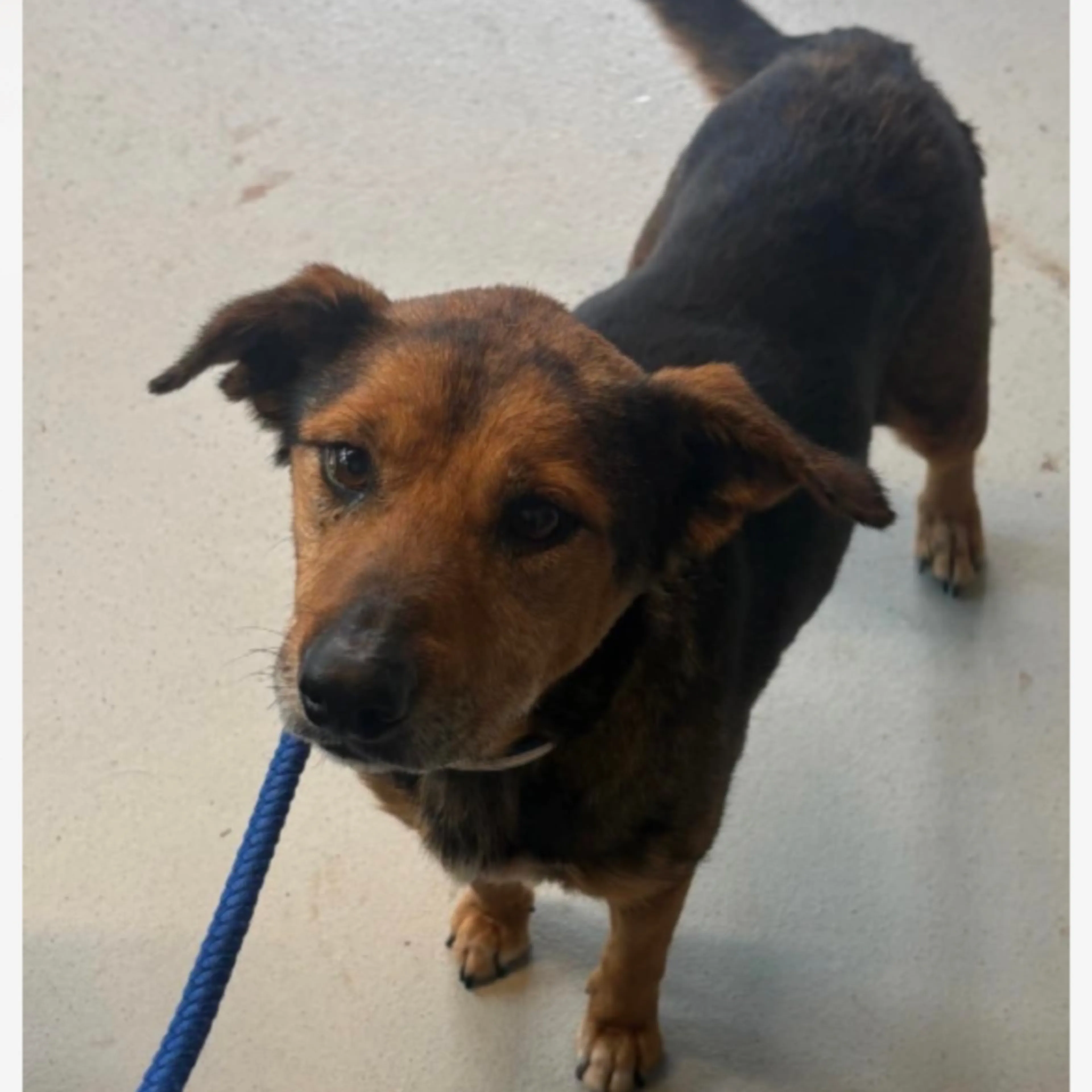 Found pet