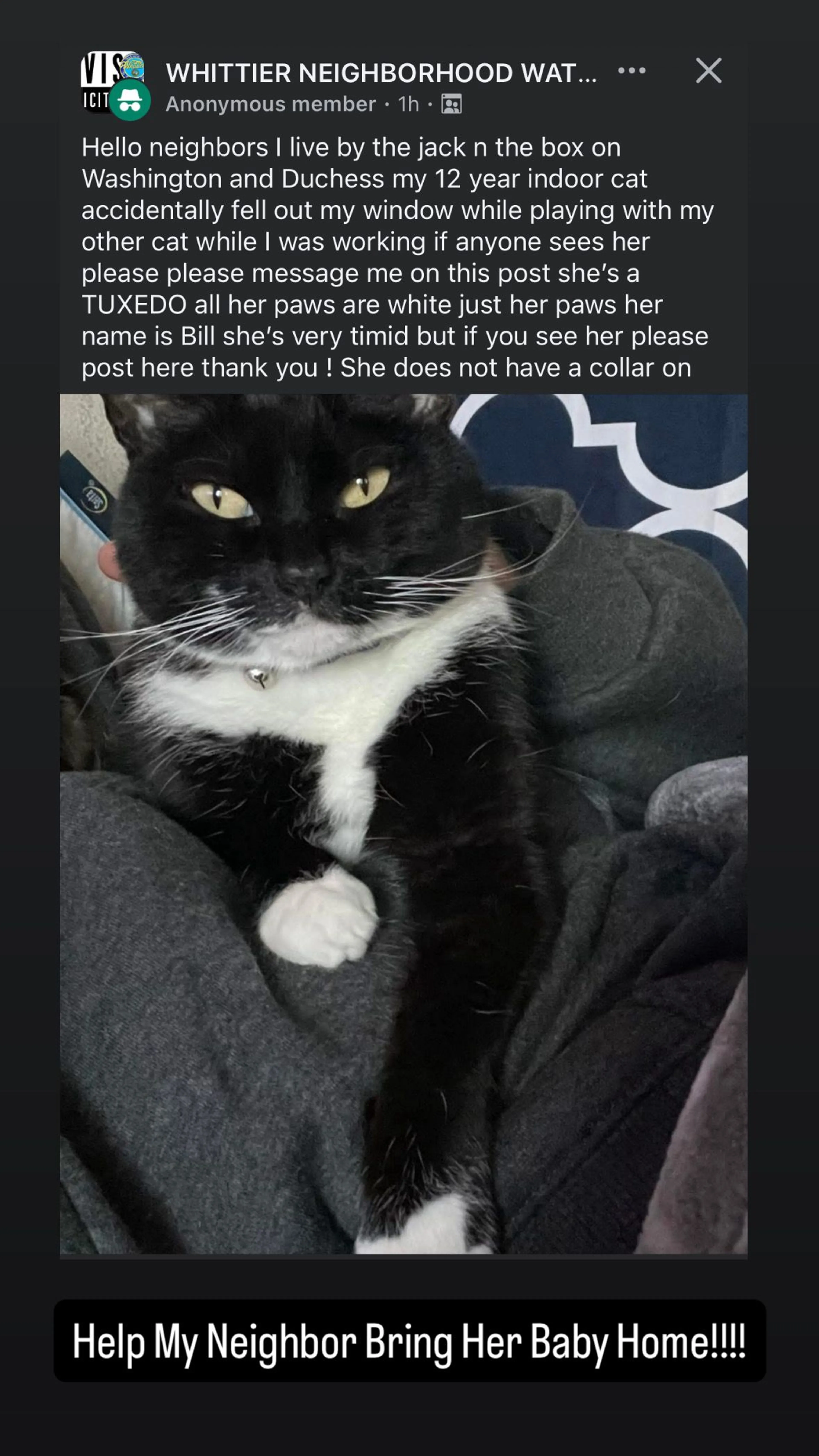 Lost pet