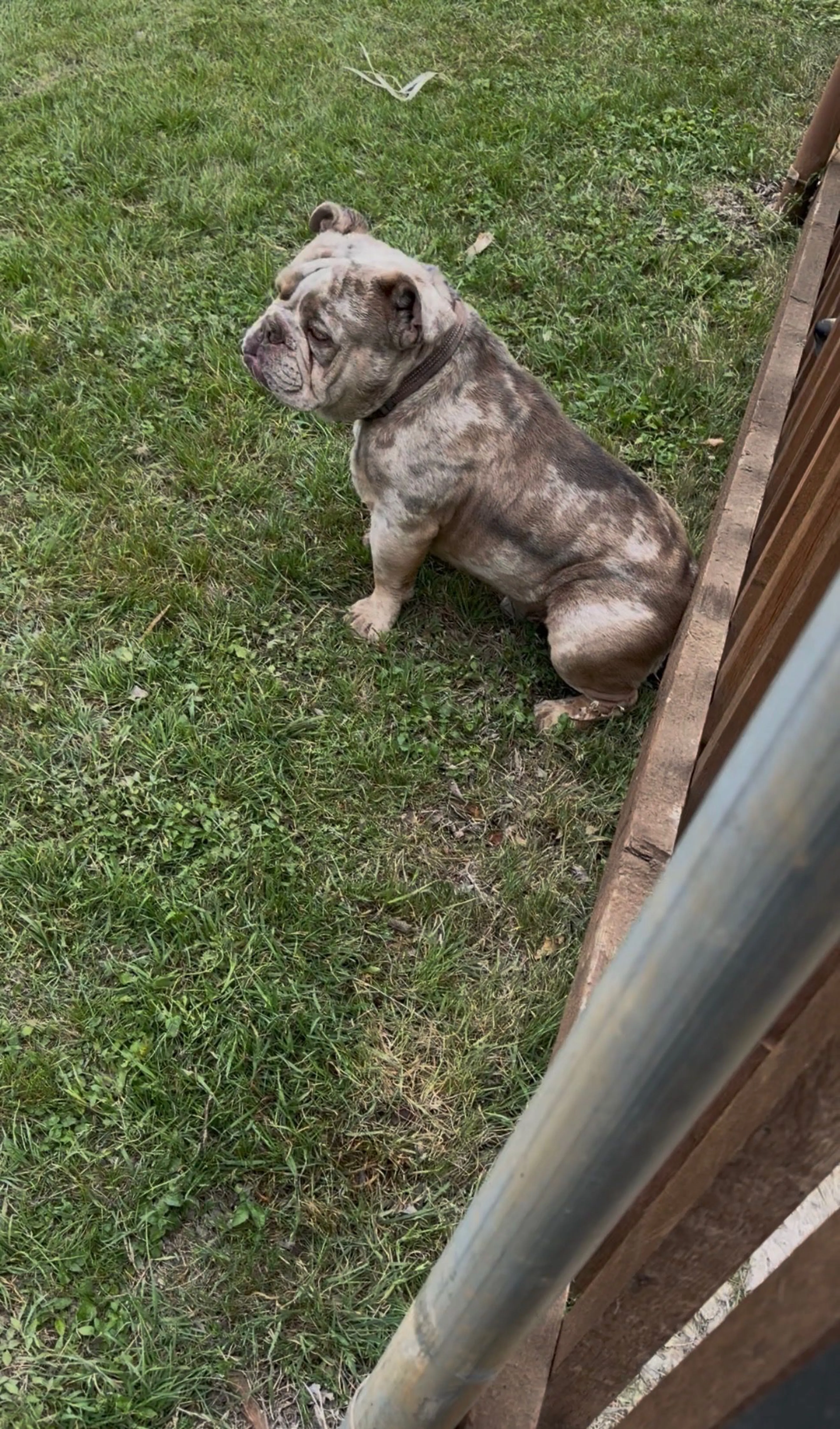 Lost pet-0