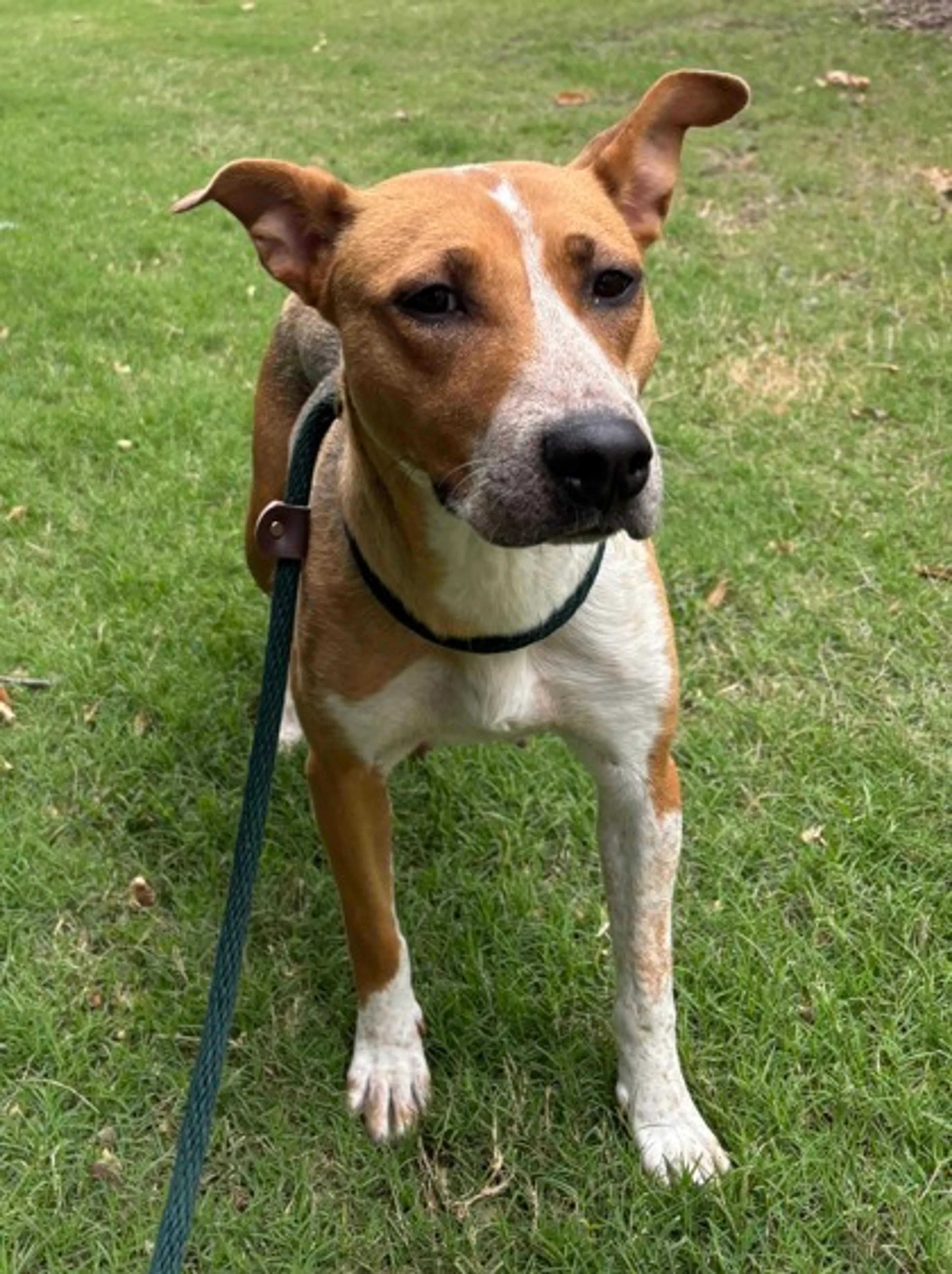Found pet-2