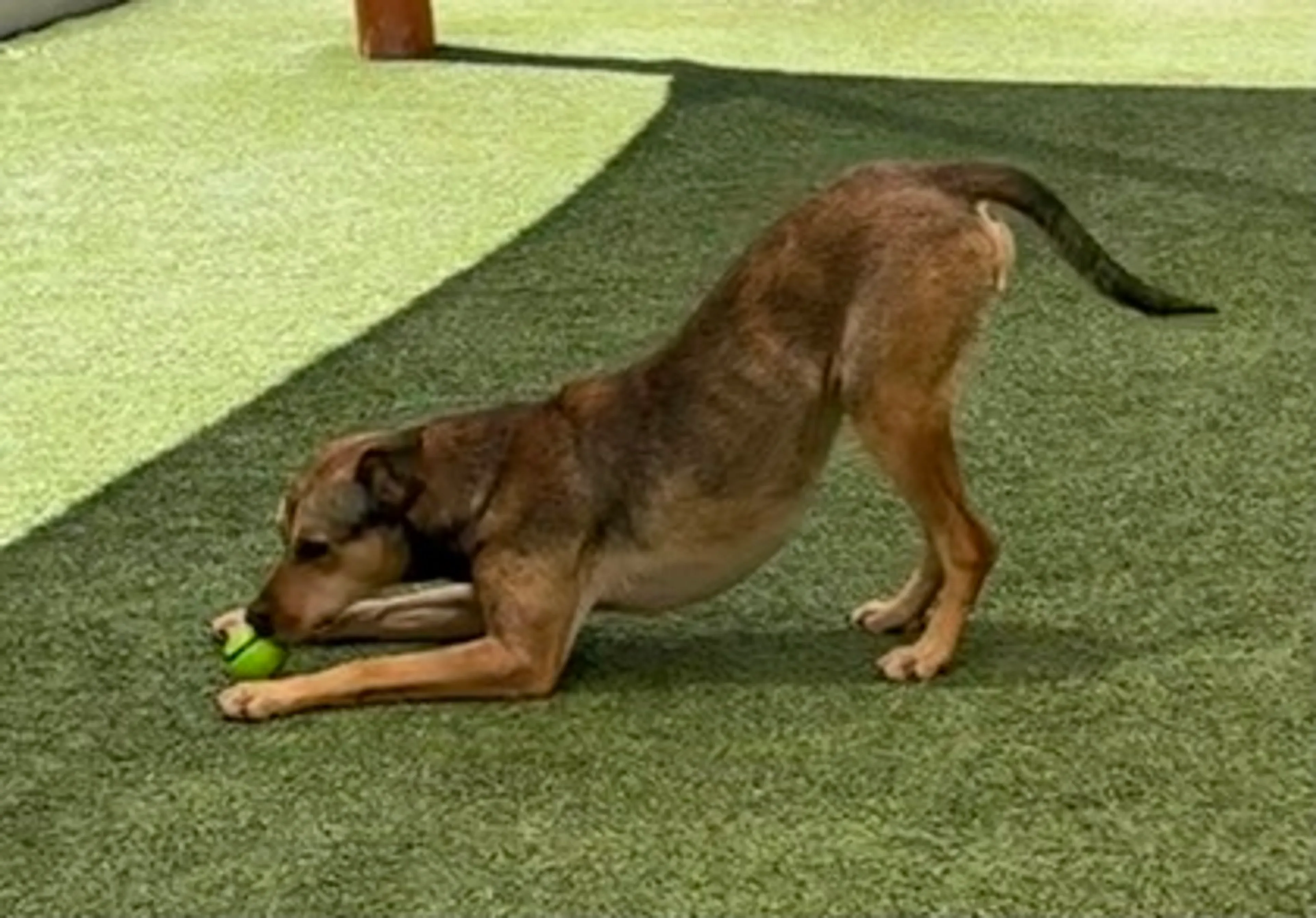 Found pet-2
