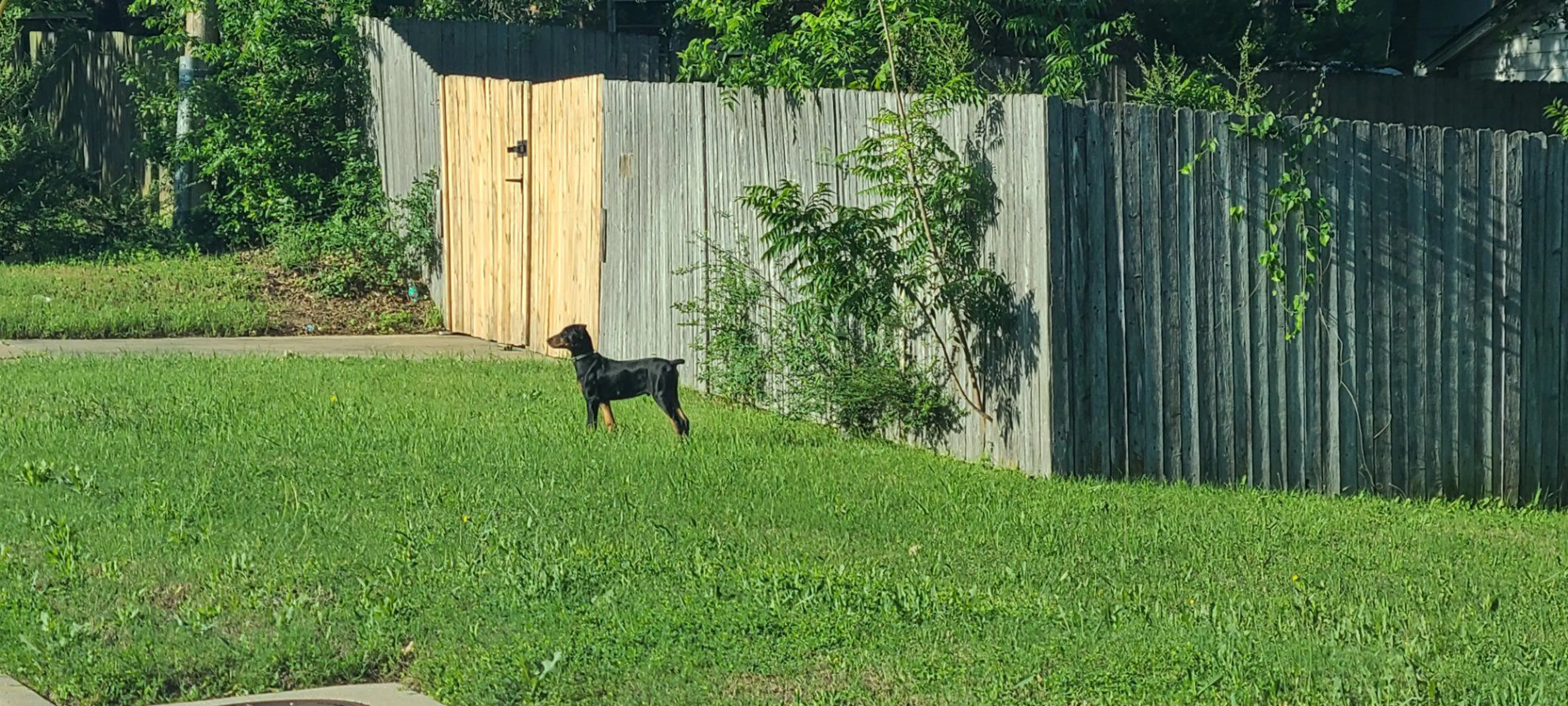 Lost pet