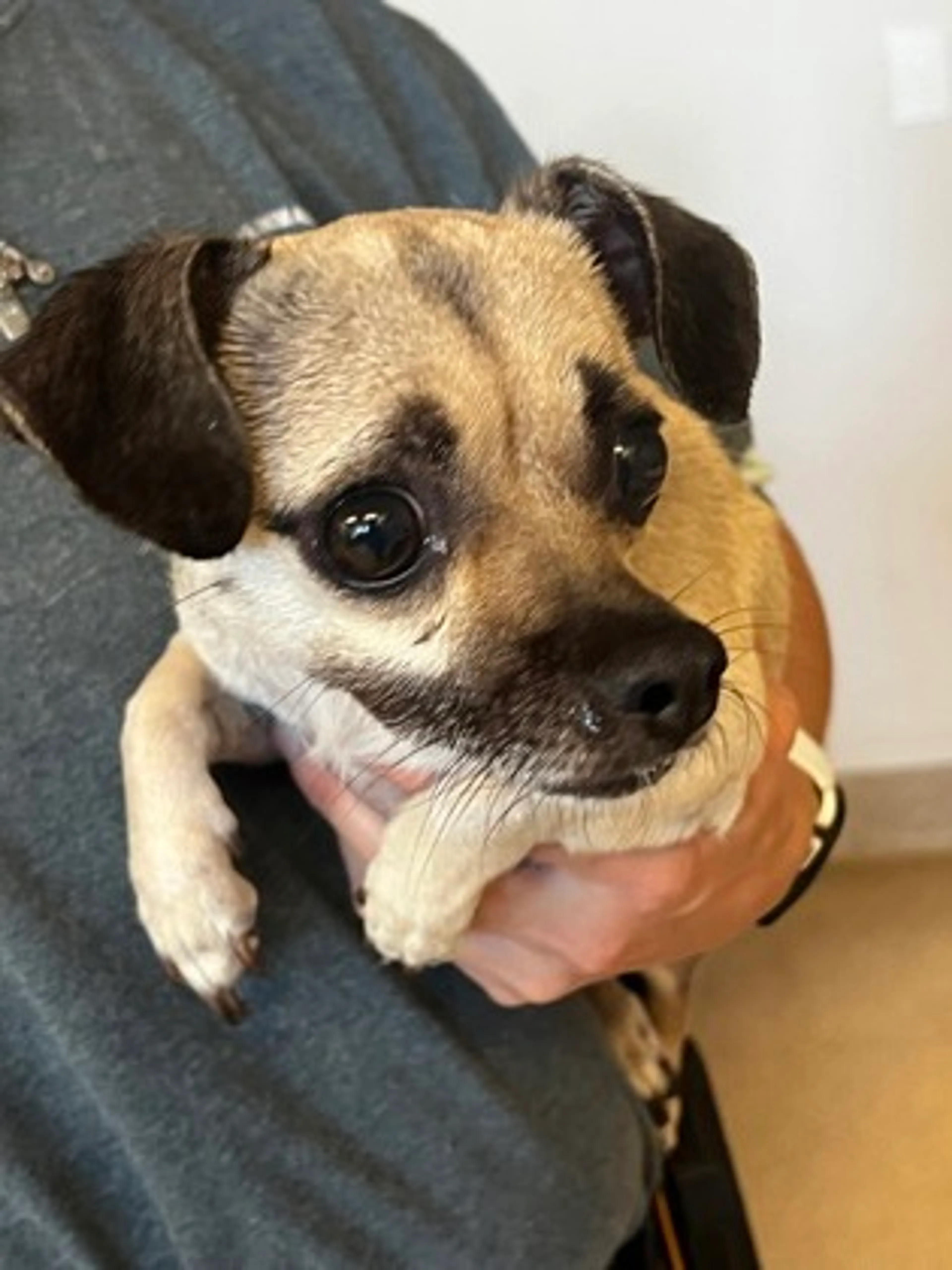 Found pet