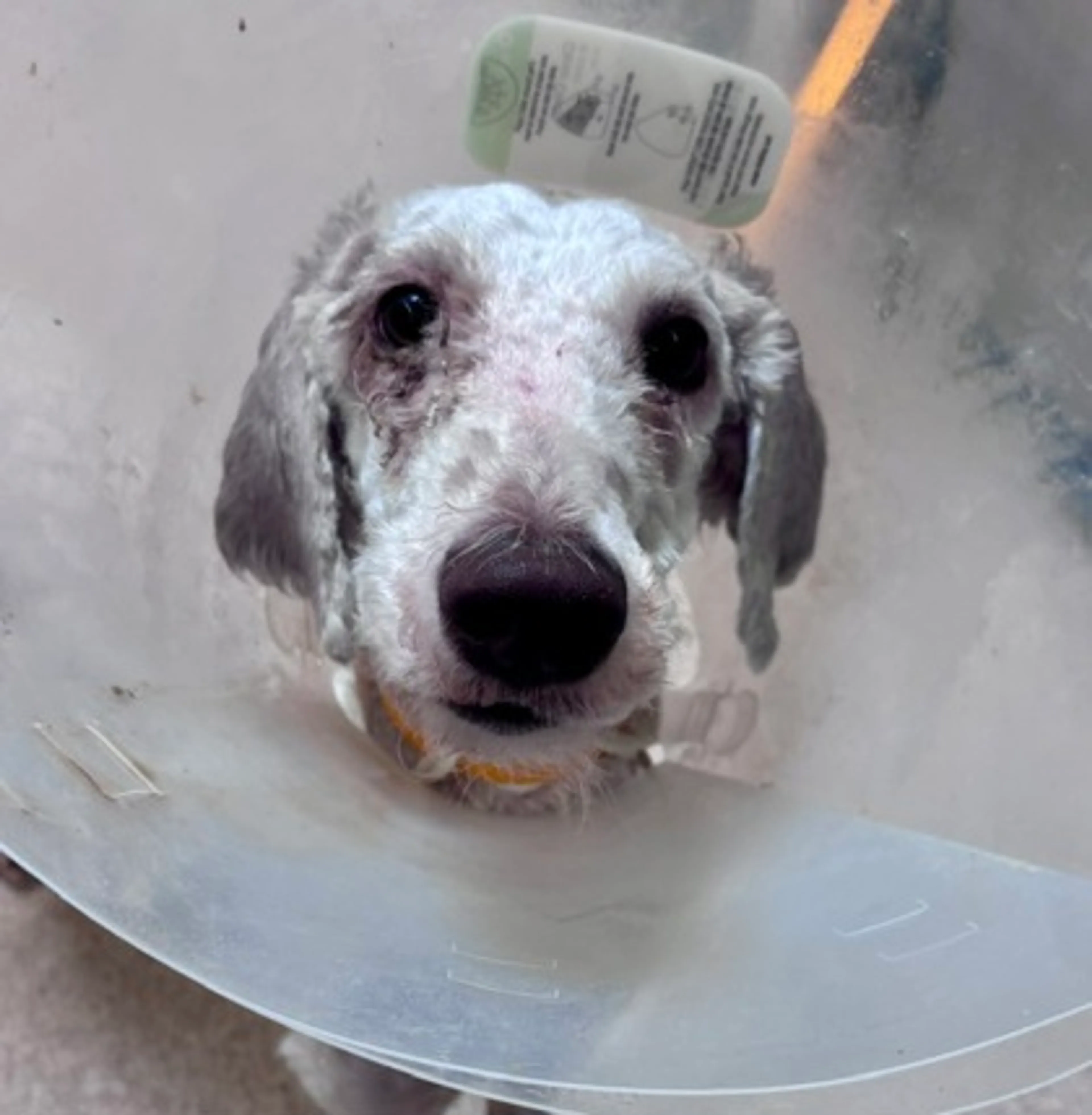Found pet-2