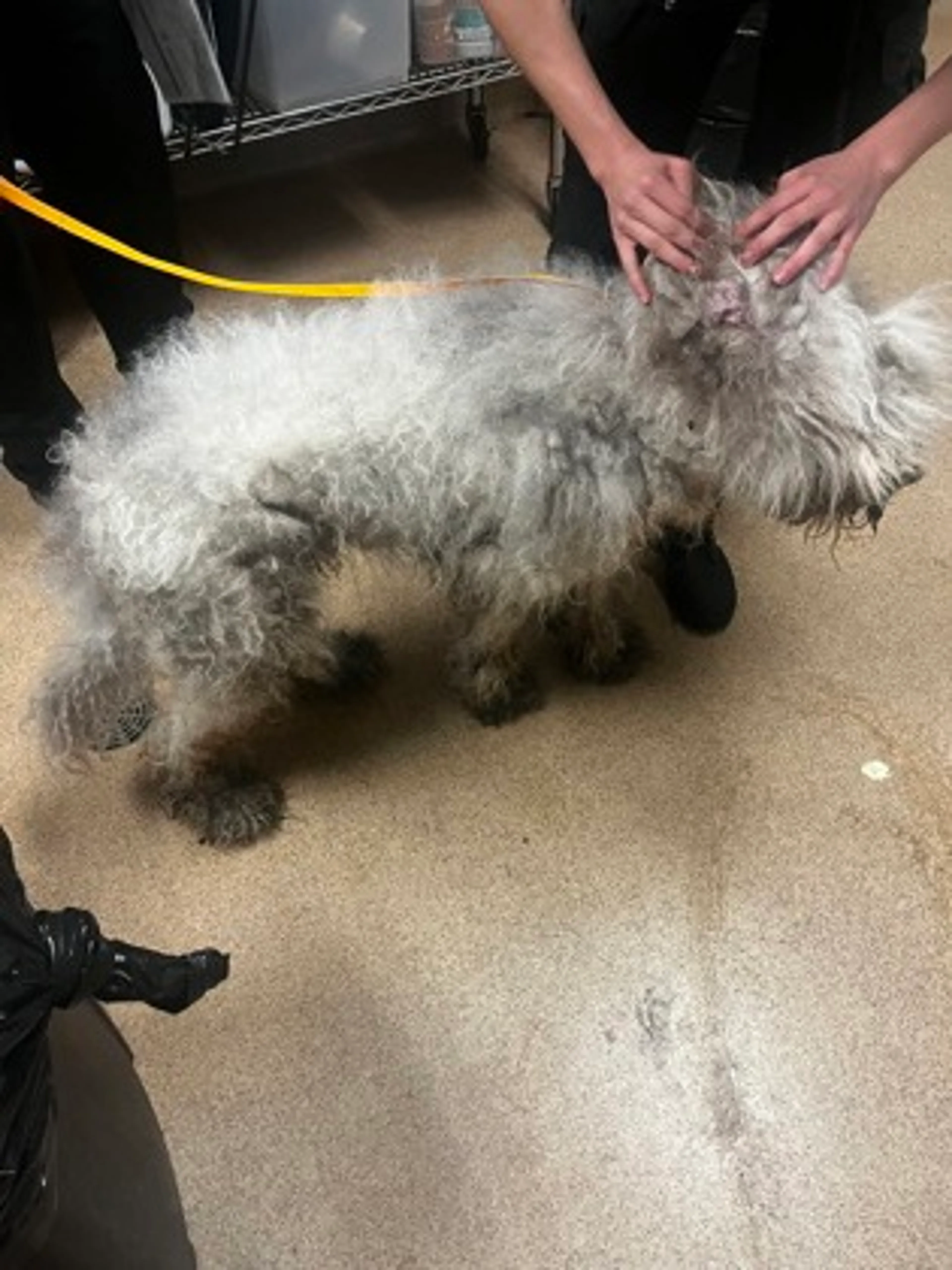 Found pet-1