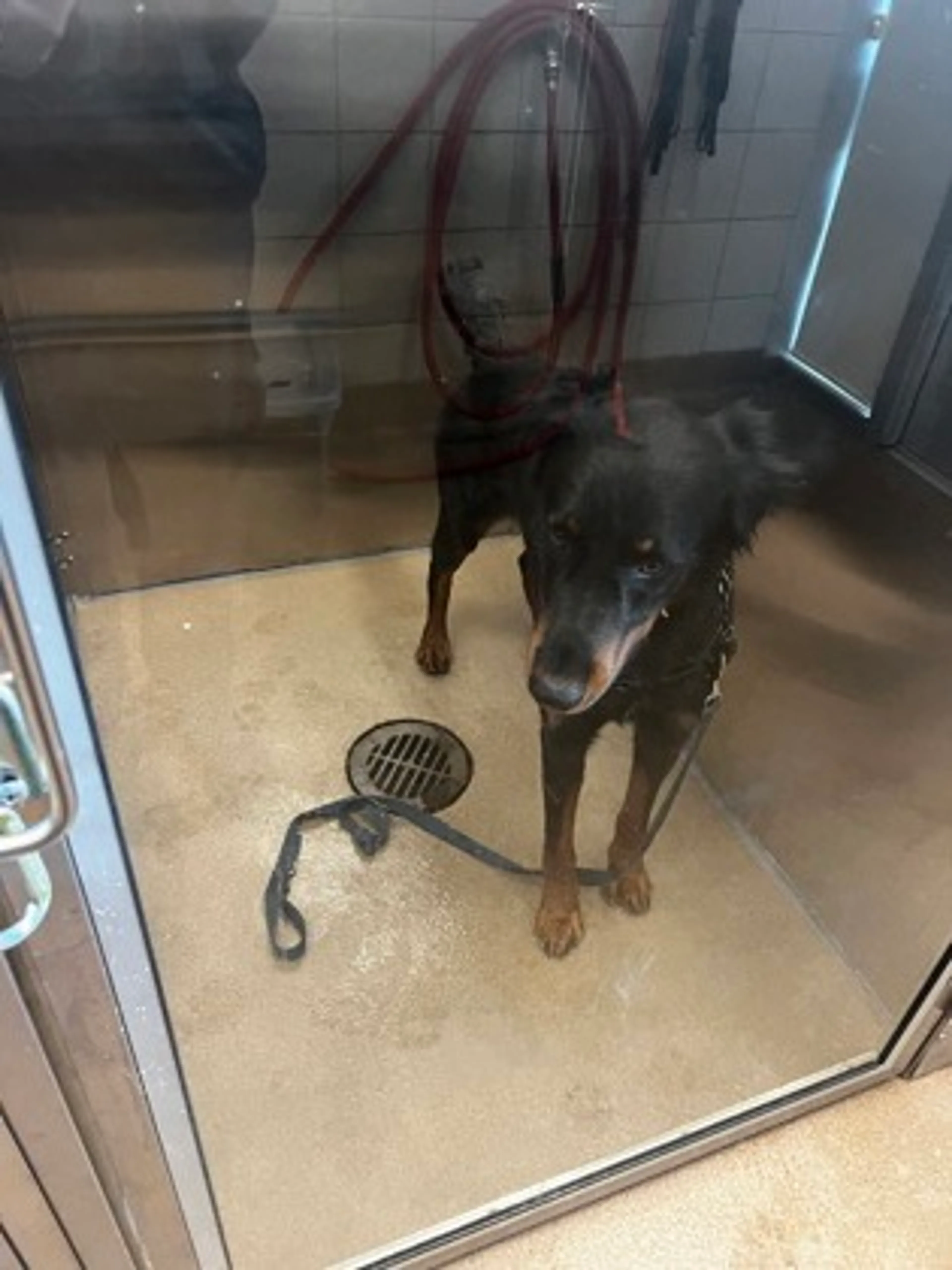 Found pet-0