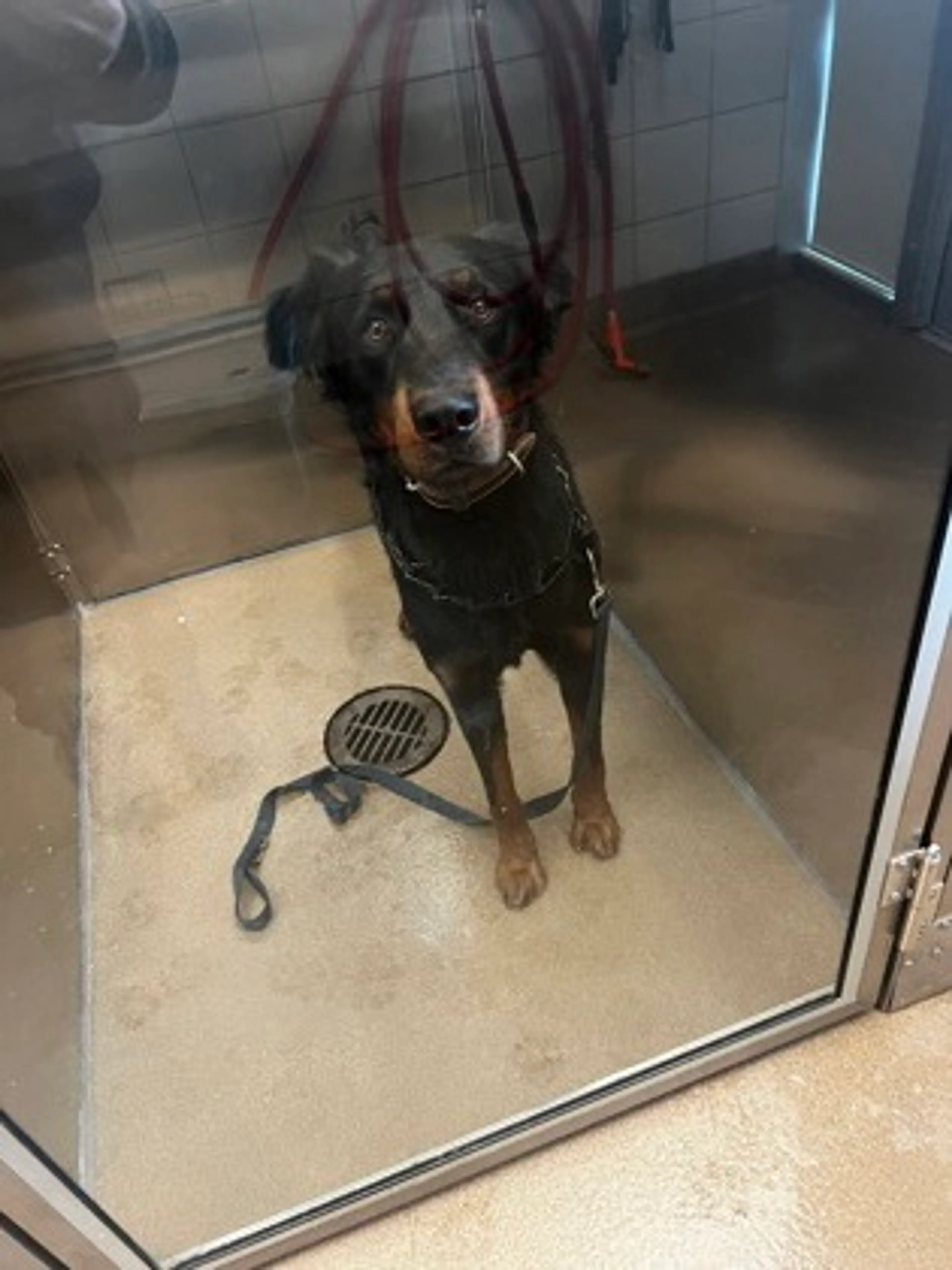 Found pet-1
