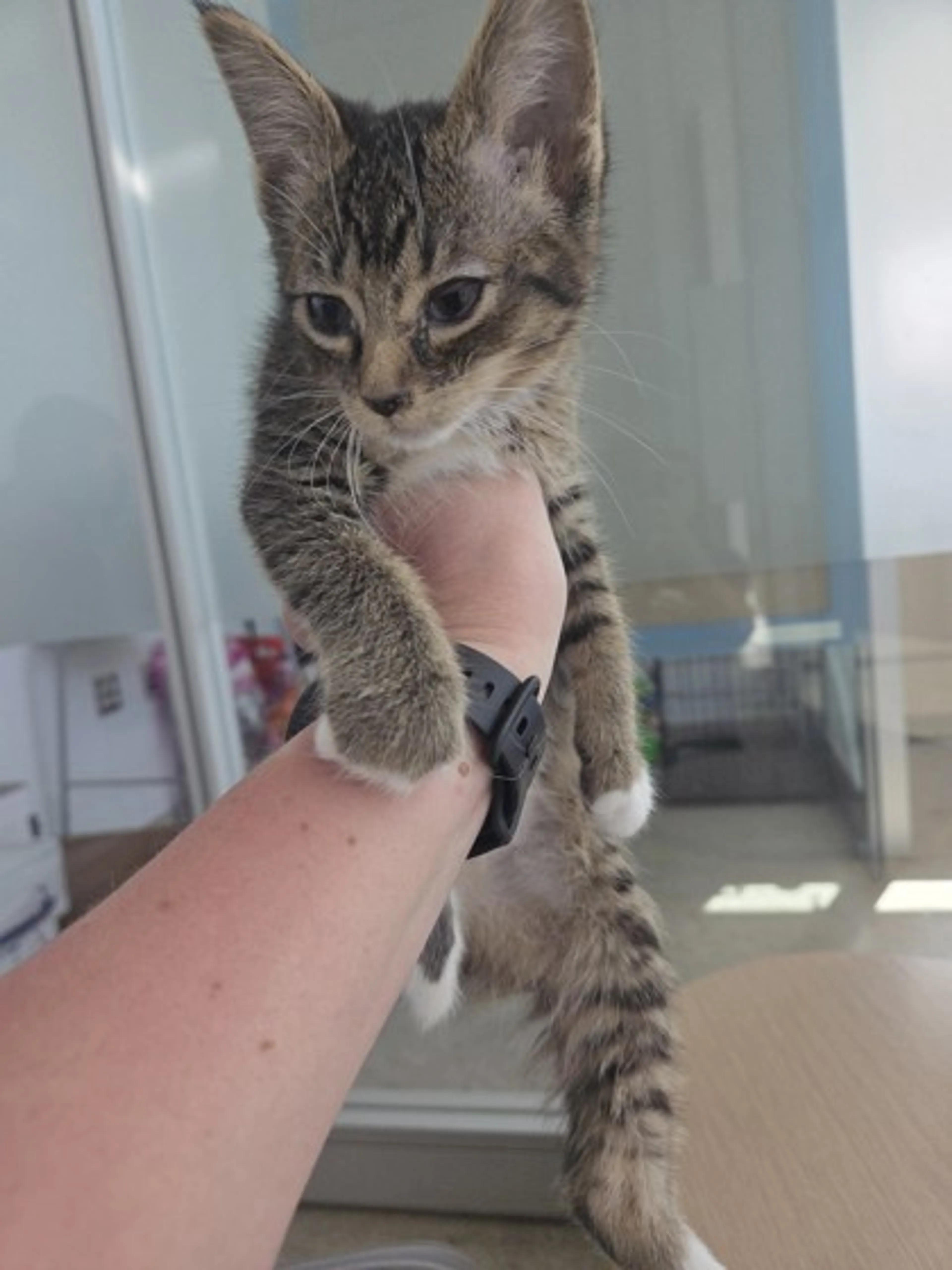 Found pet