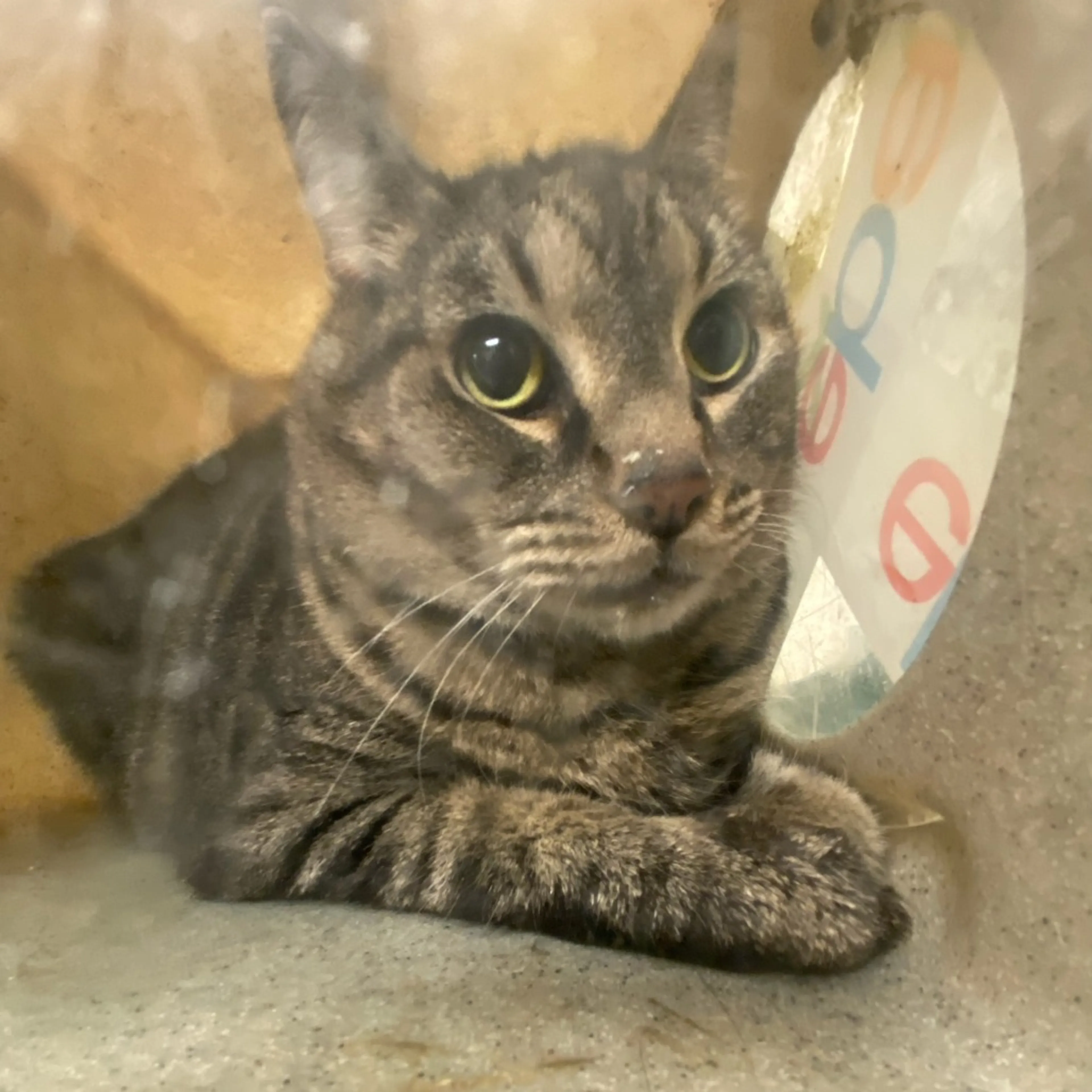 Found pet