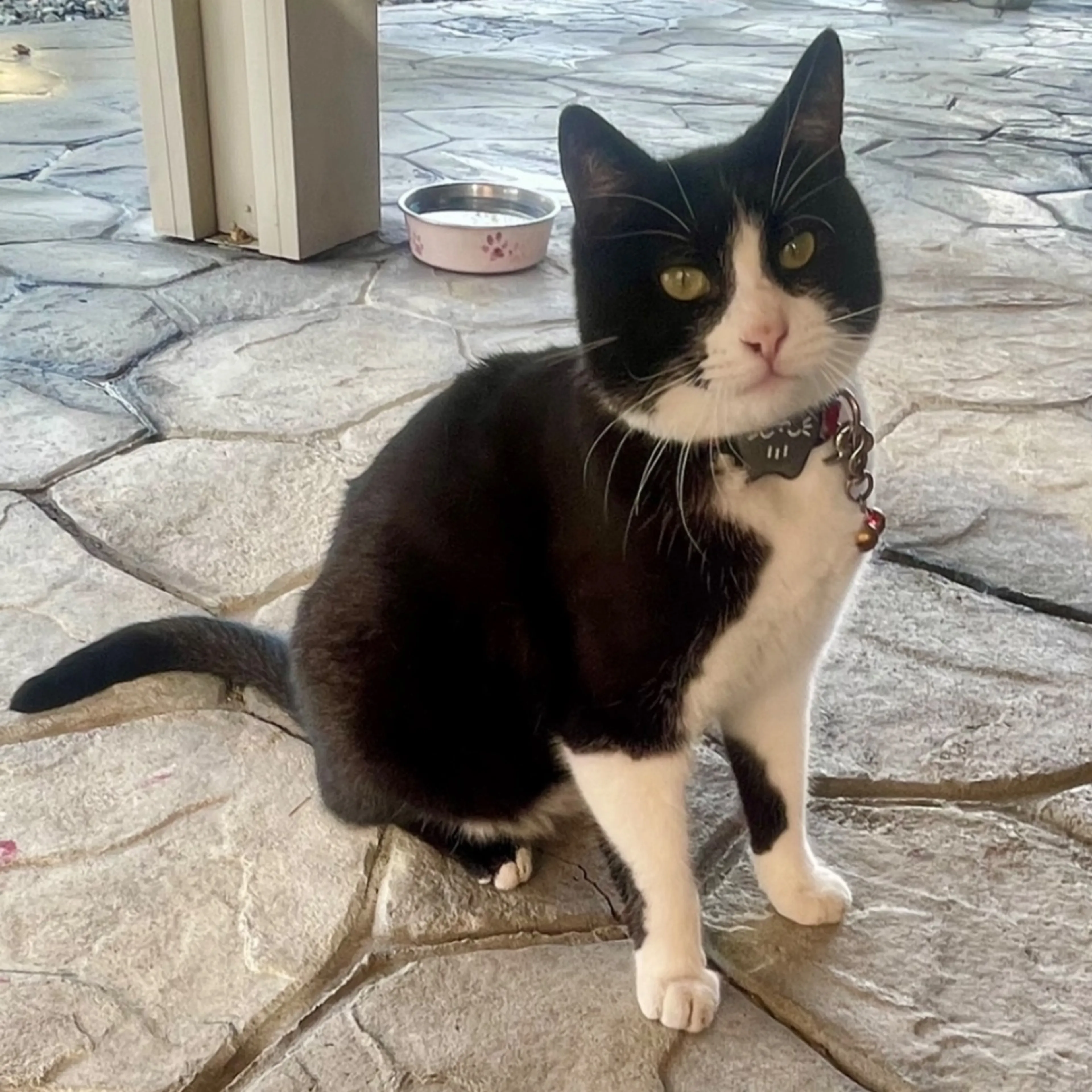 Lost pet