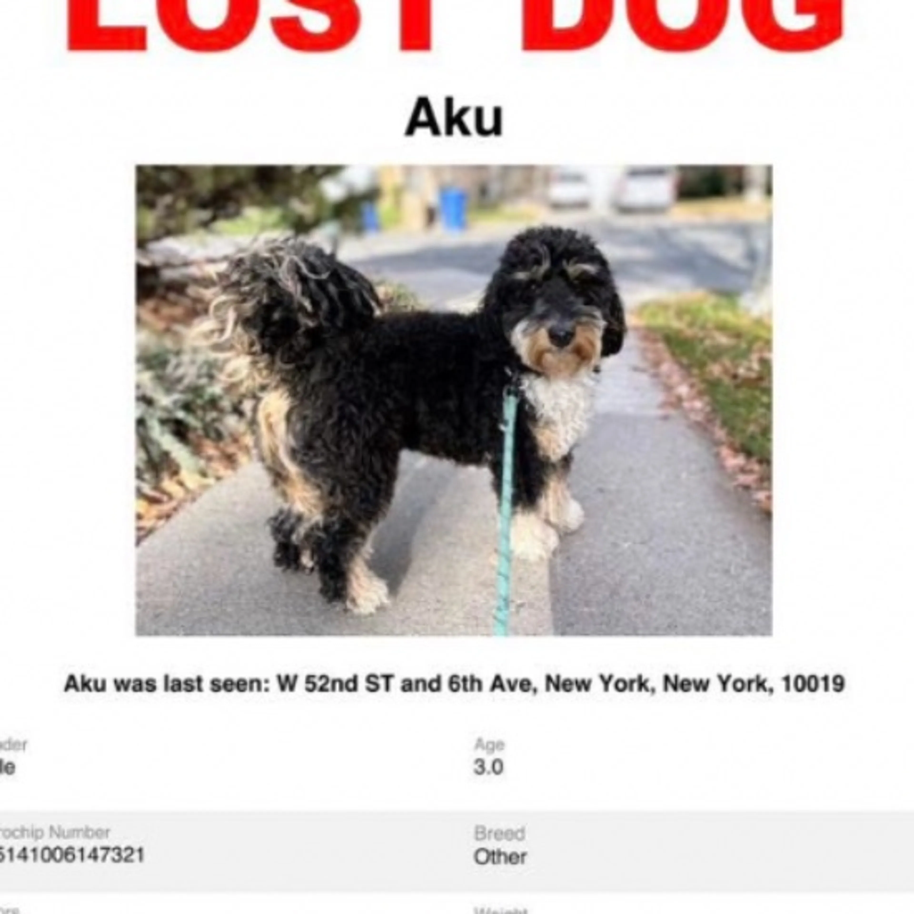 Lost pet-0